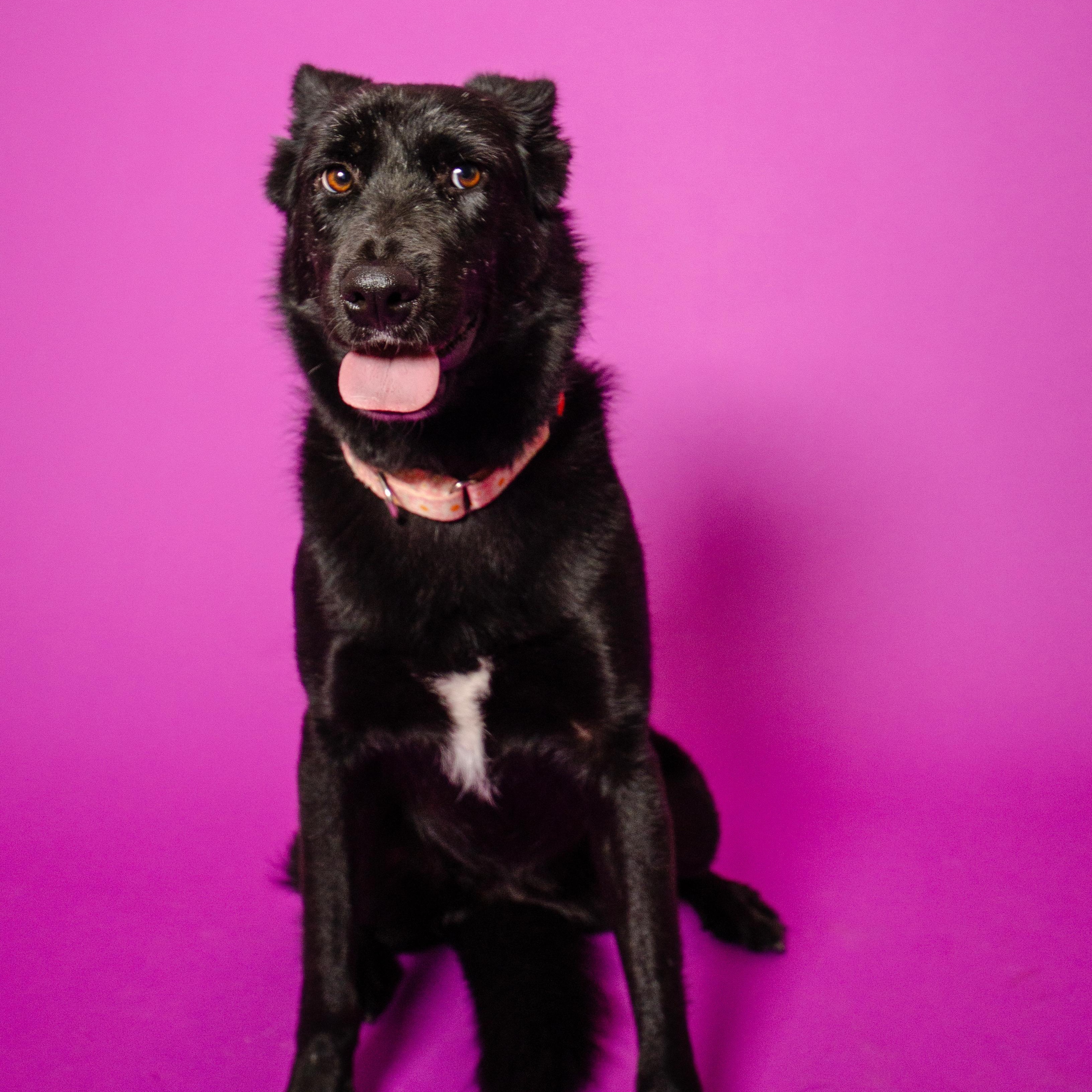 Enlarge Stevie Nicks, an adopted mixed breed in Puyallup, WA image 5/6