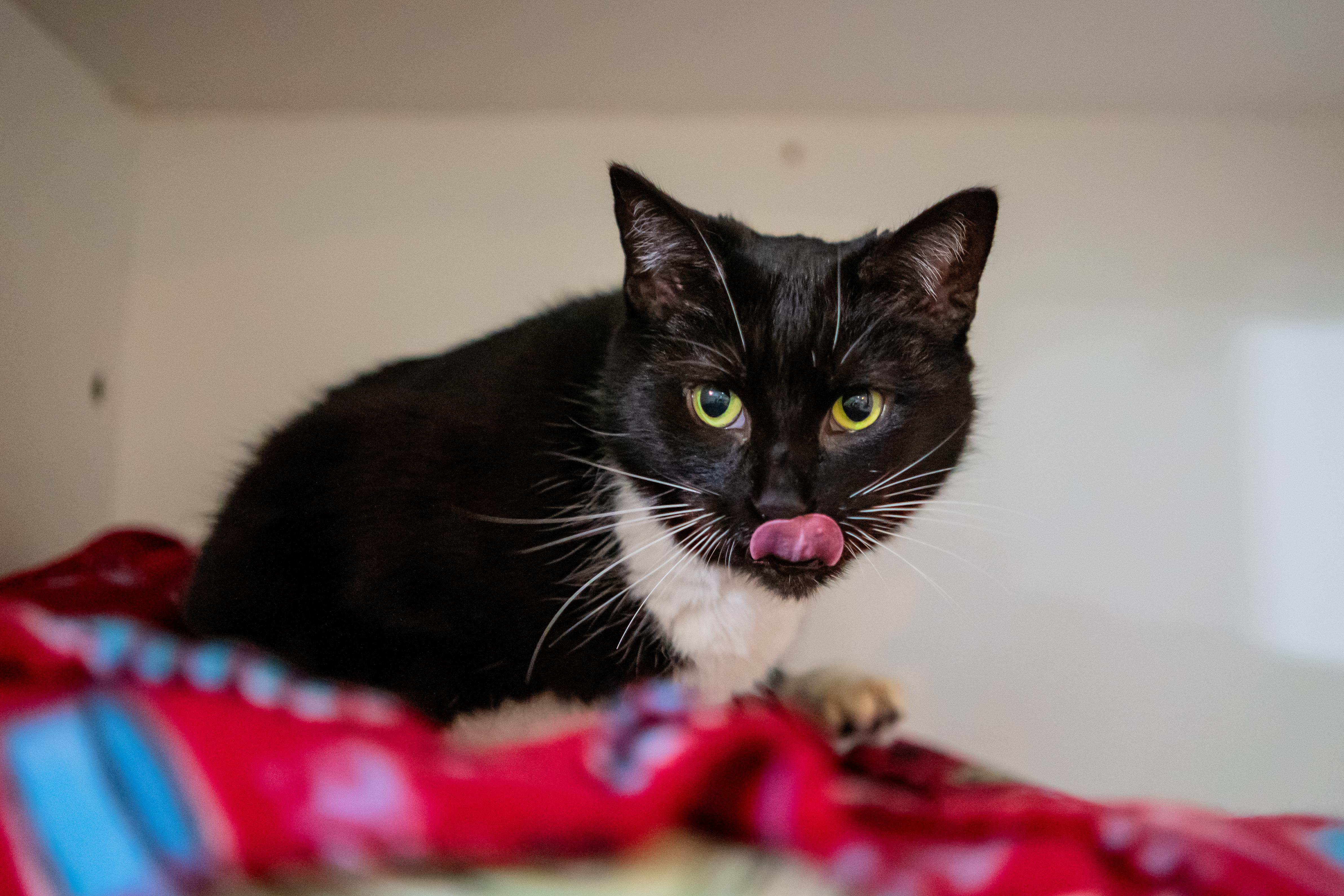 Enlarge Morgan, a Adoptable Domestic Short Hair in Dellslow, WV image 4/6