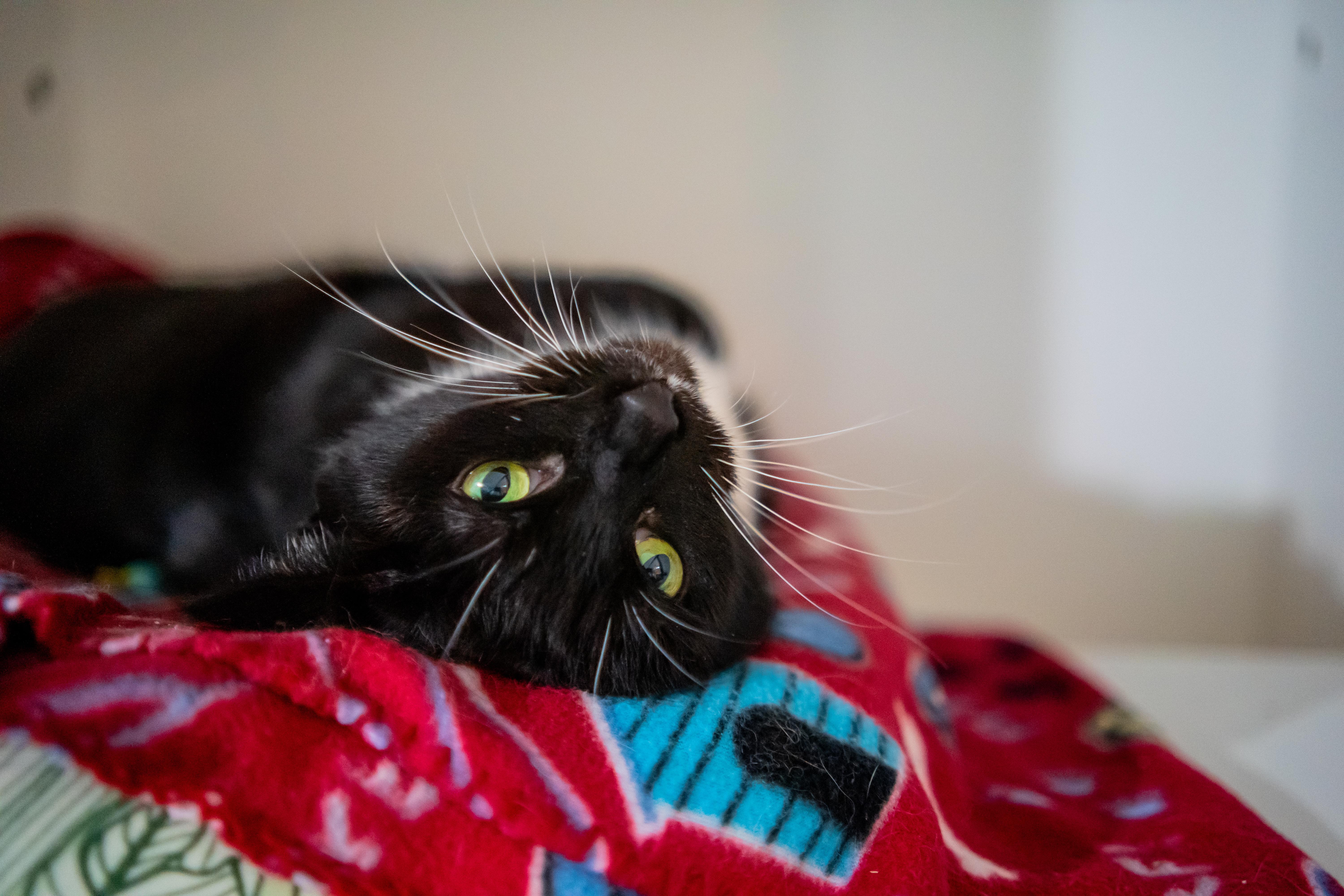 Enlarge Morgan, a Adoptable Domestic Short Hair in Dellslow, WV image 5/6