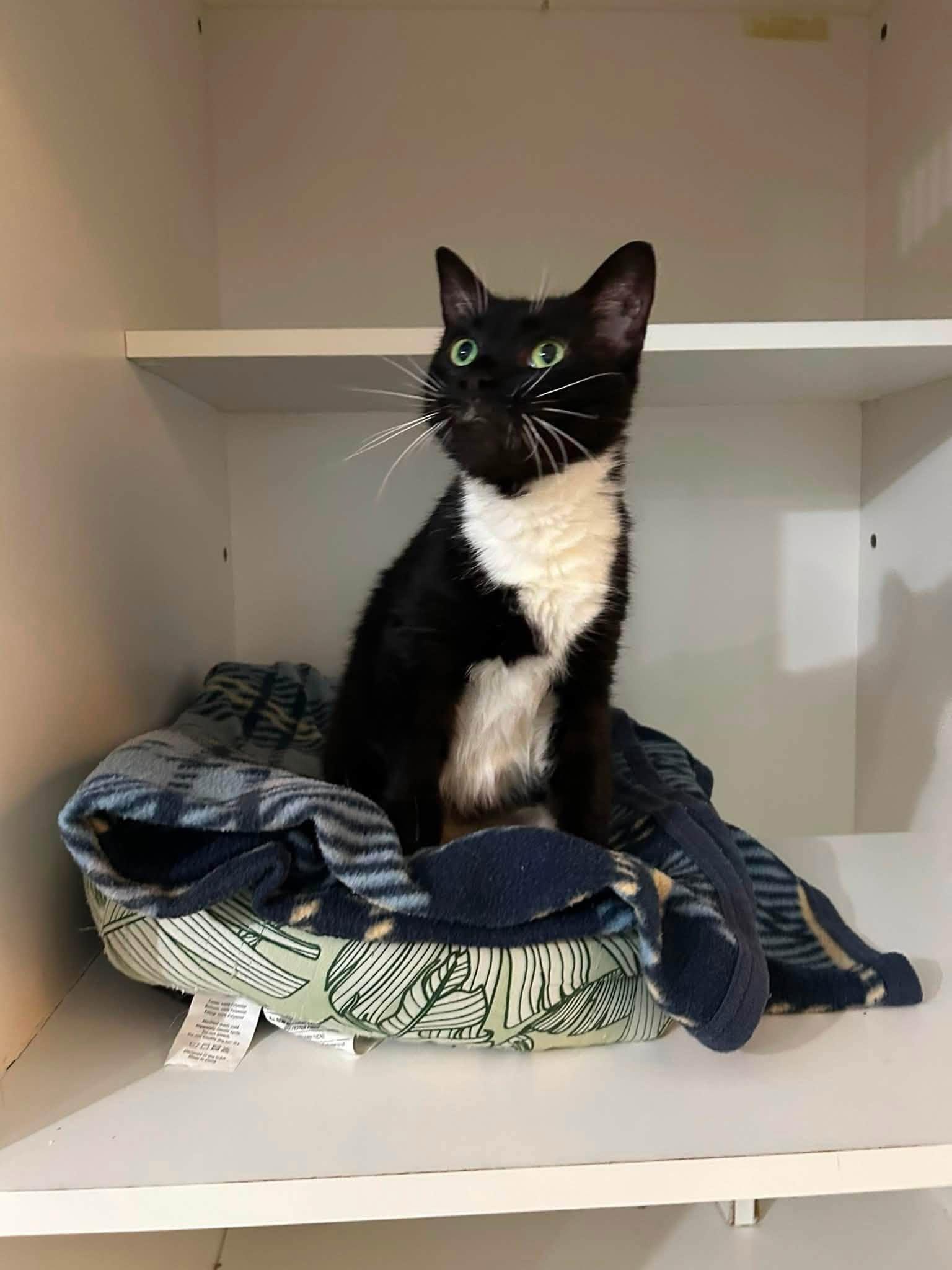 Enlarge Morgan, a ADOPTABLE Domestic Short Hair in Dellslow, WV image 3/5