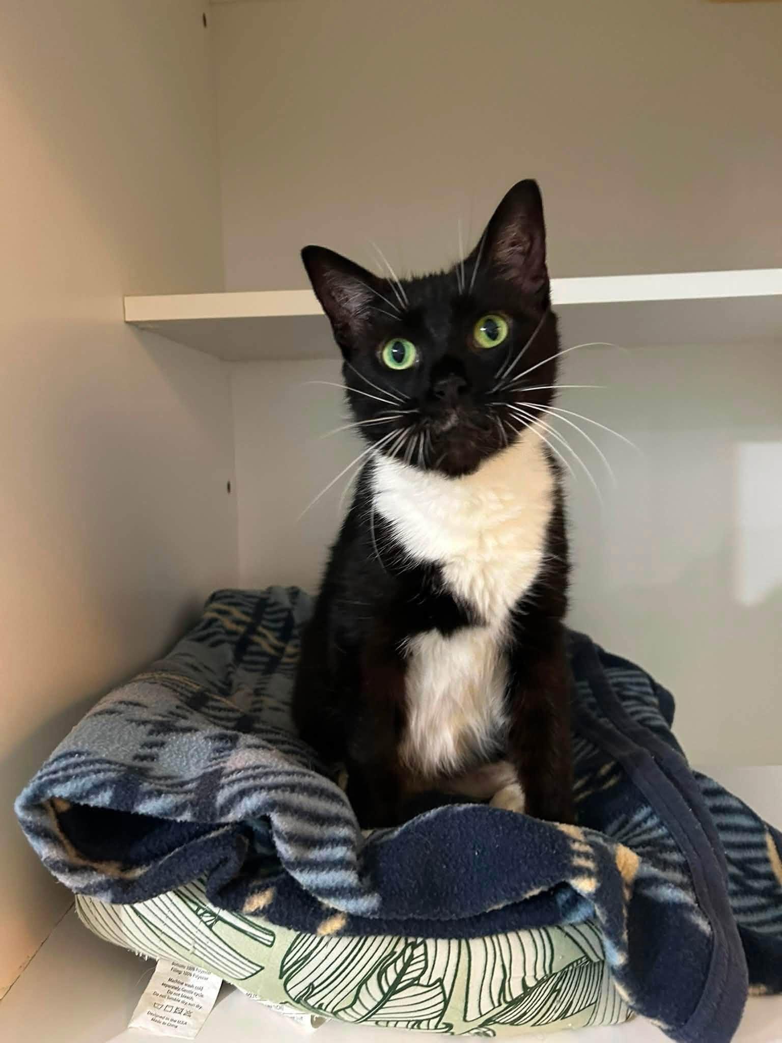 Enlarge Morgan, a ADOPTABLE Domestic Short Hair in Dellslow, WV image 1/5