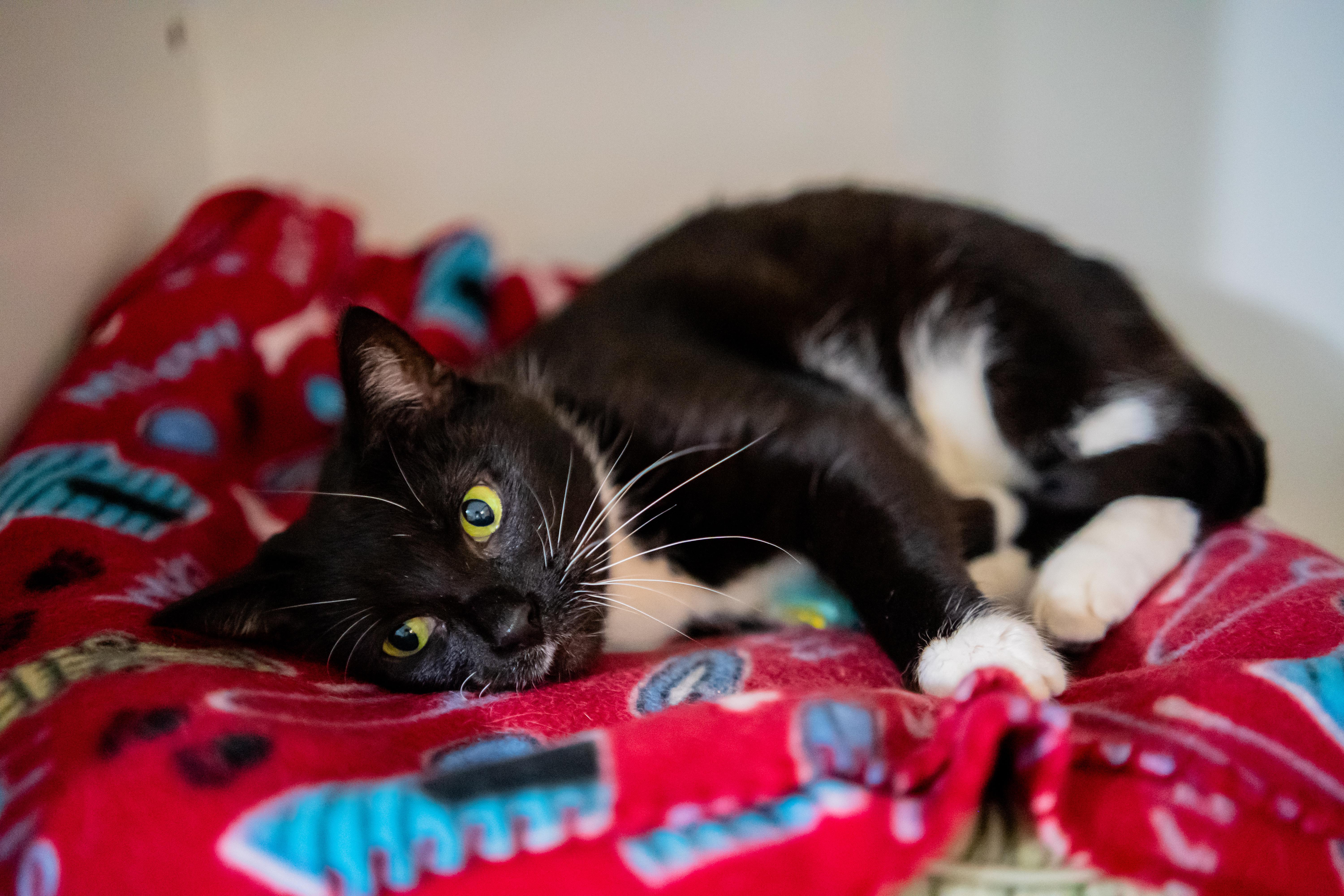 Enlarge Morgan, a Adoptable Domestic Short Hair in Dellslow, WV image 6/6