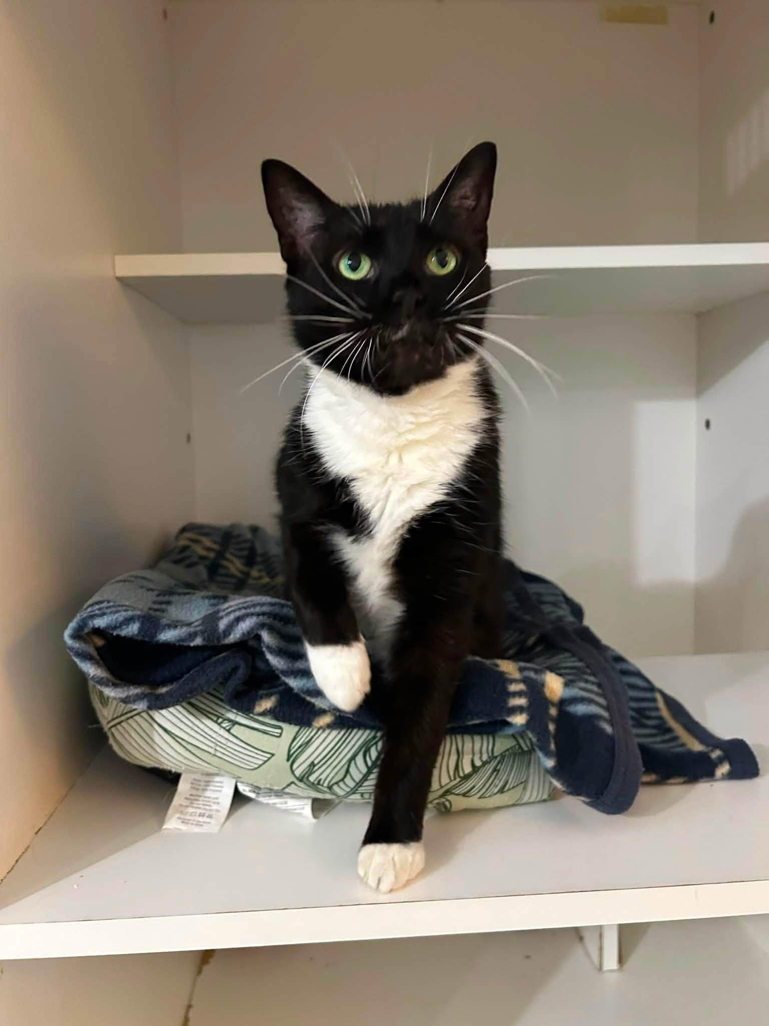 Enlarge Morgan, a ADOPTABLE Domestic Short Hair in Dellslow, WV image 4/5