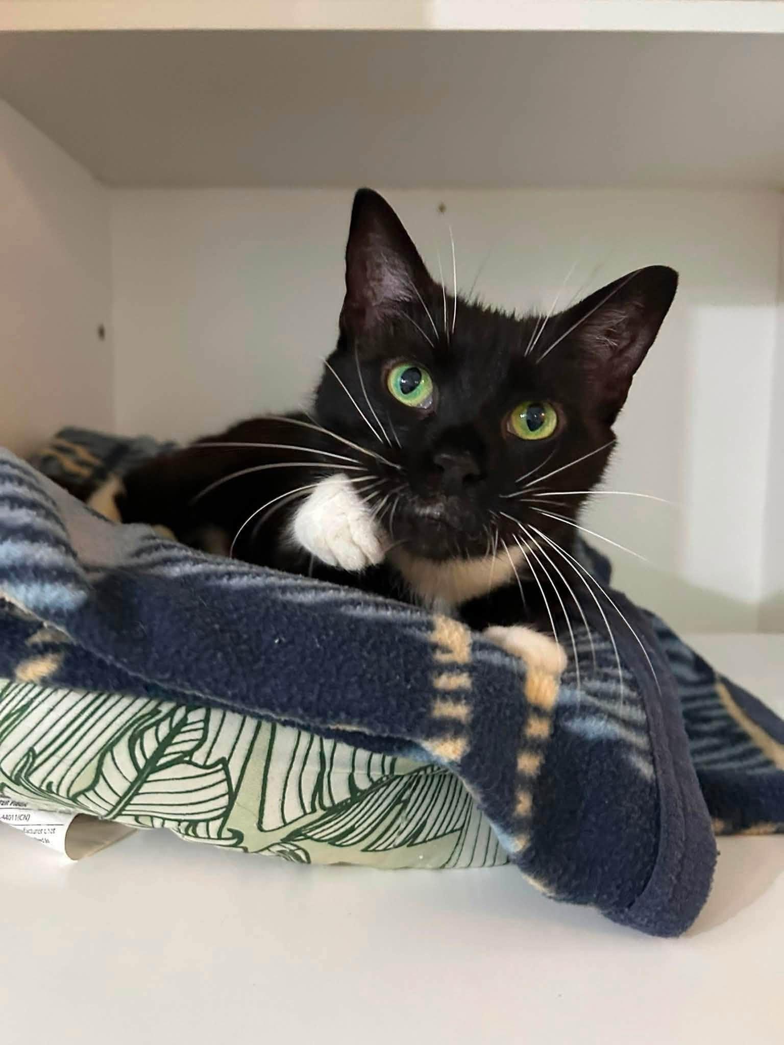 Enlarge Morgan, a ADOPTABLE Domestic Short Hair in Dellslow, WV image 5/5