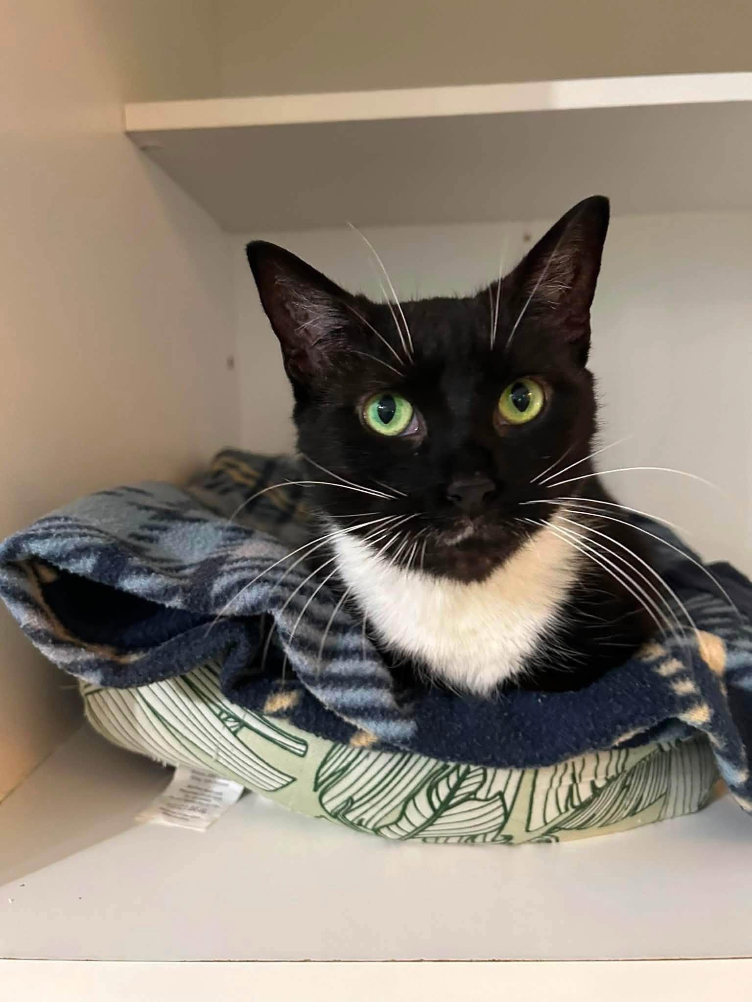 Enlarge Morgan, a ADOPTABLE Domestic Short Hair in Dellslow, WV image 2/5