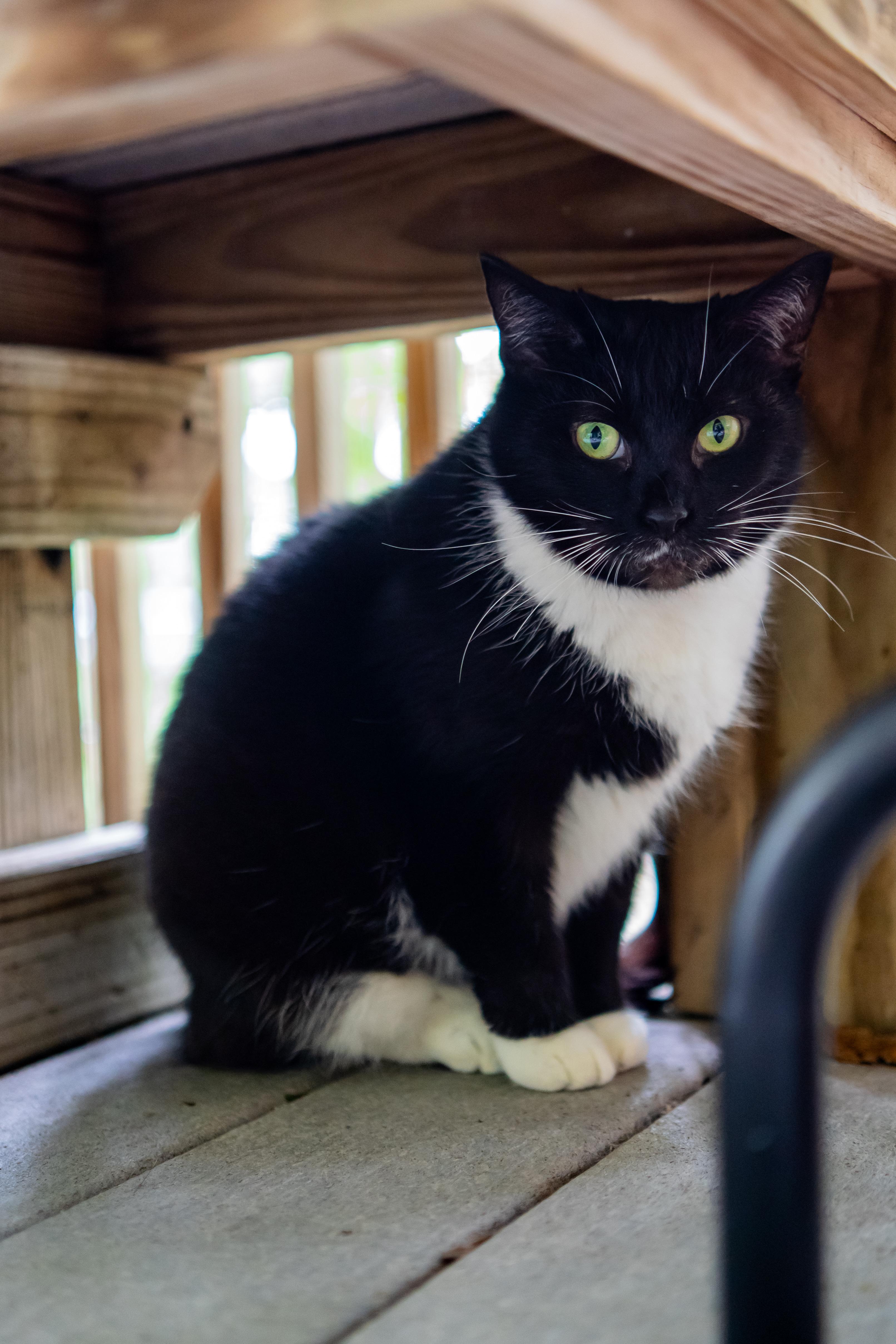 Enlarge Morgan, a Adoptable Domestic Short Hair in Dellslow, WV image 3/6