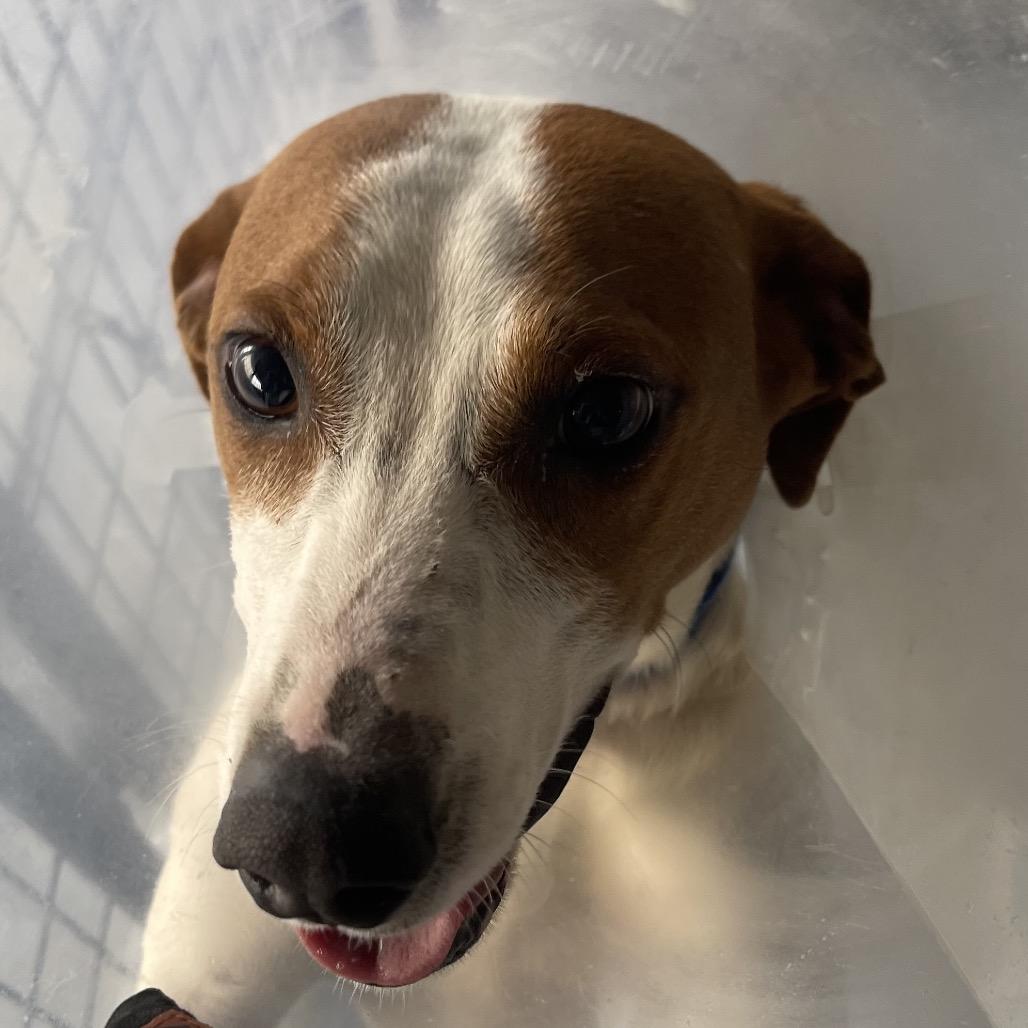 Oscar, Adoptable, Adult Male Jack Russell Terrier.