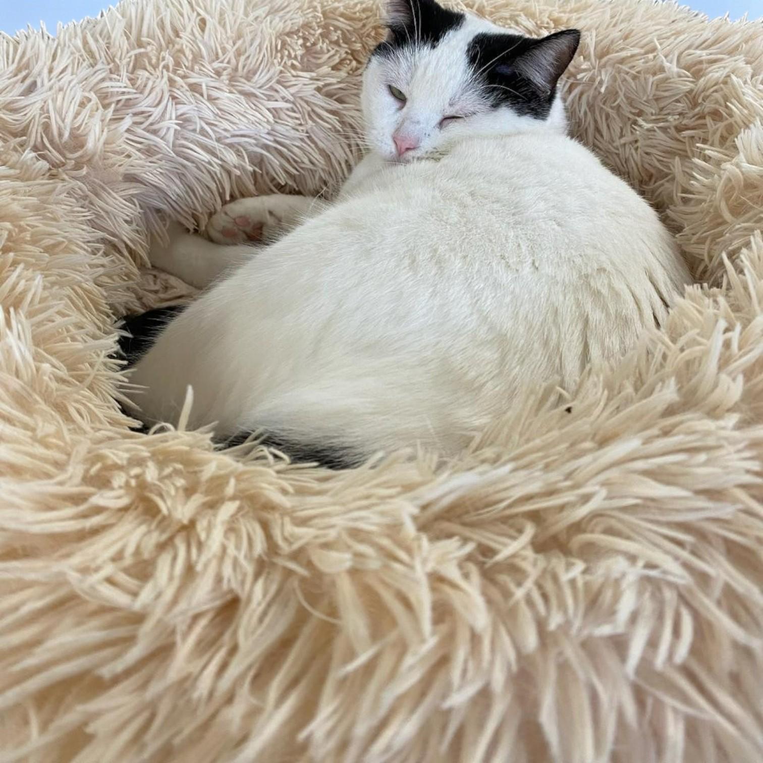 Enlarge Lulu — An Only-Pet Cat Seeking a Calm, Experienced Guardian, a Adoptable Tuxedo in Hillsboro, TX image 4/6