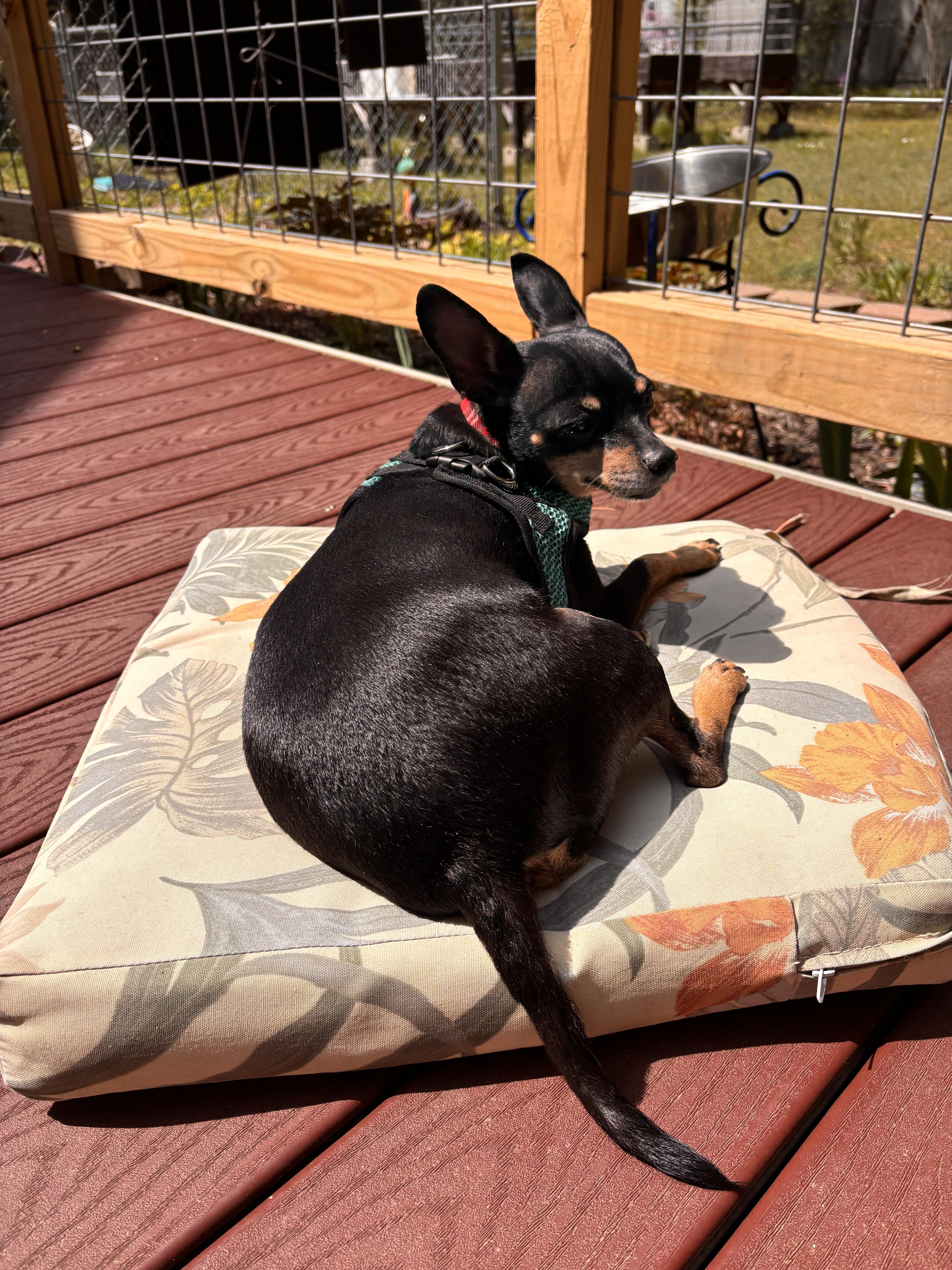 Enlarge Dober, a ADOPTABLE Miniature Pinscher in Holland, MI image 1/2