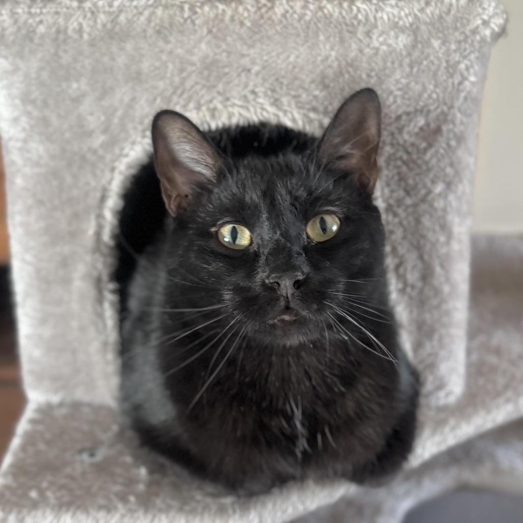 Ash, Adoptable, Adult Male Domestic Short Hair.