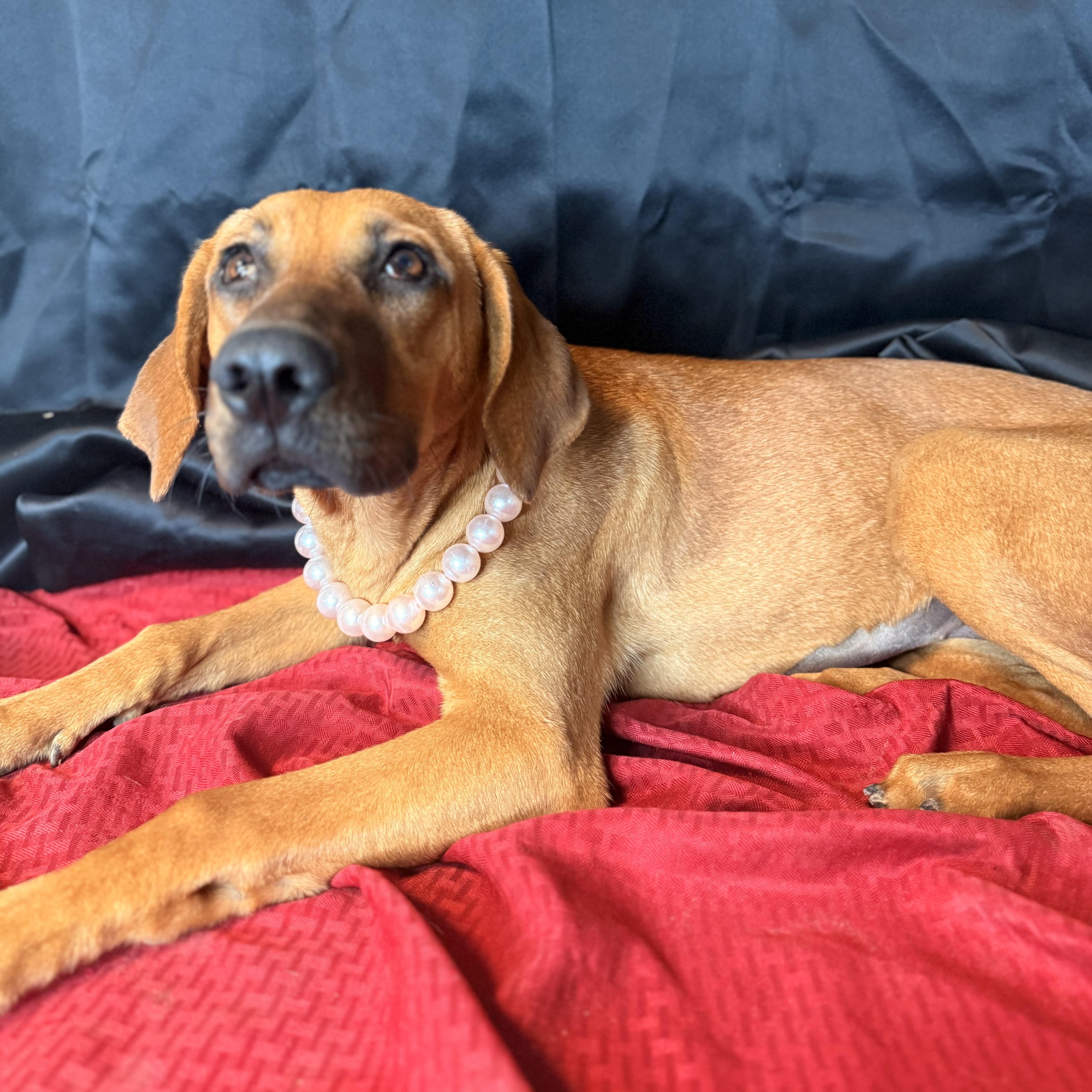 Enlarge Holly, a Adoptable mixed breed in Davenport, IA image 1/6