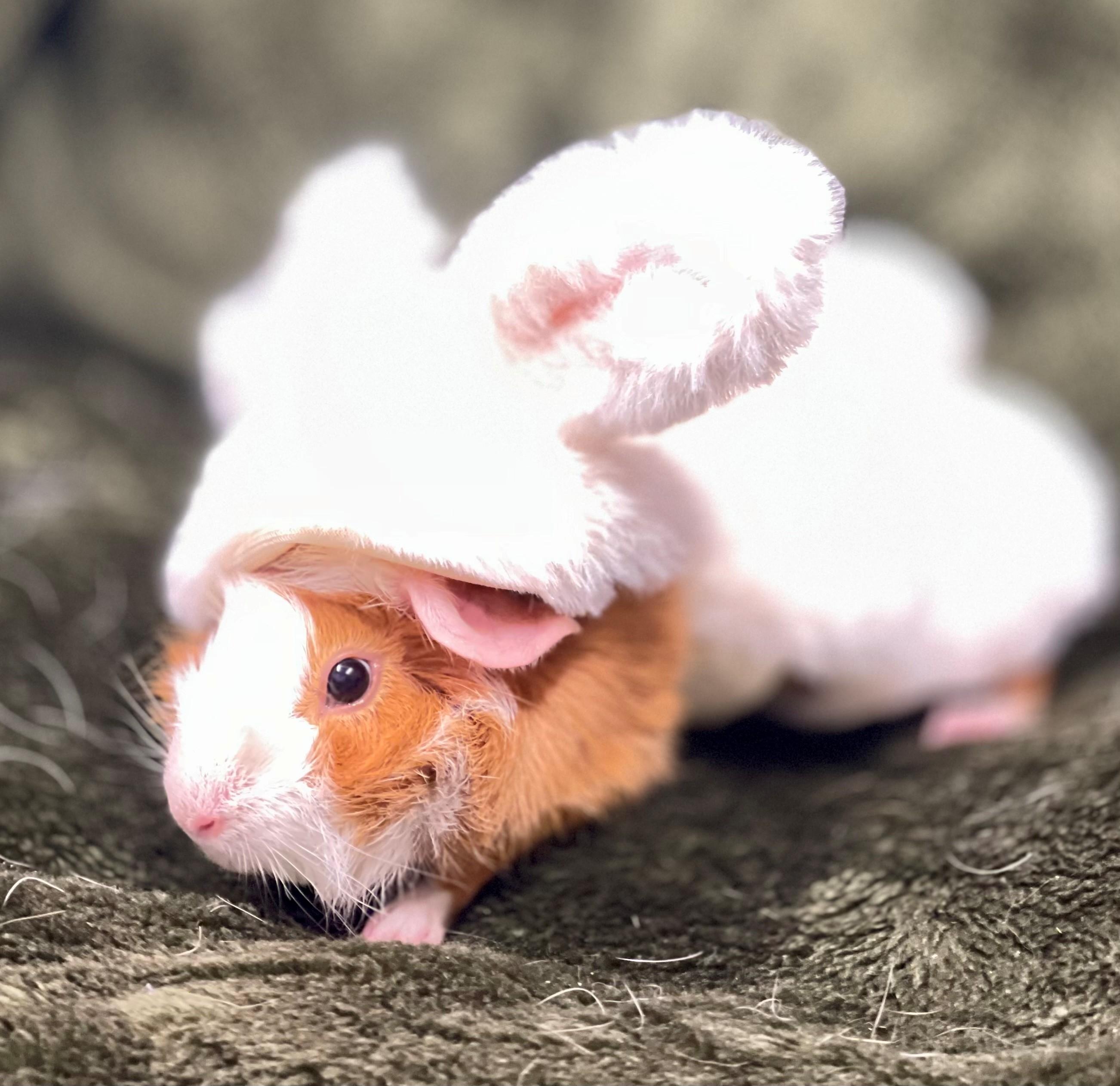 Biscoffe, an adopted Guinea Pig in Hamilton, ON image 4/6