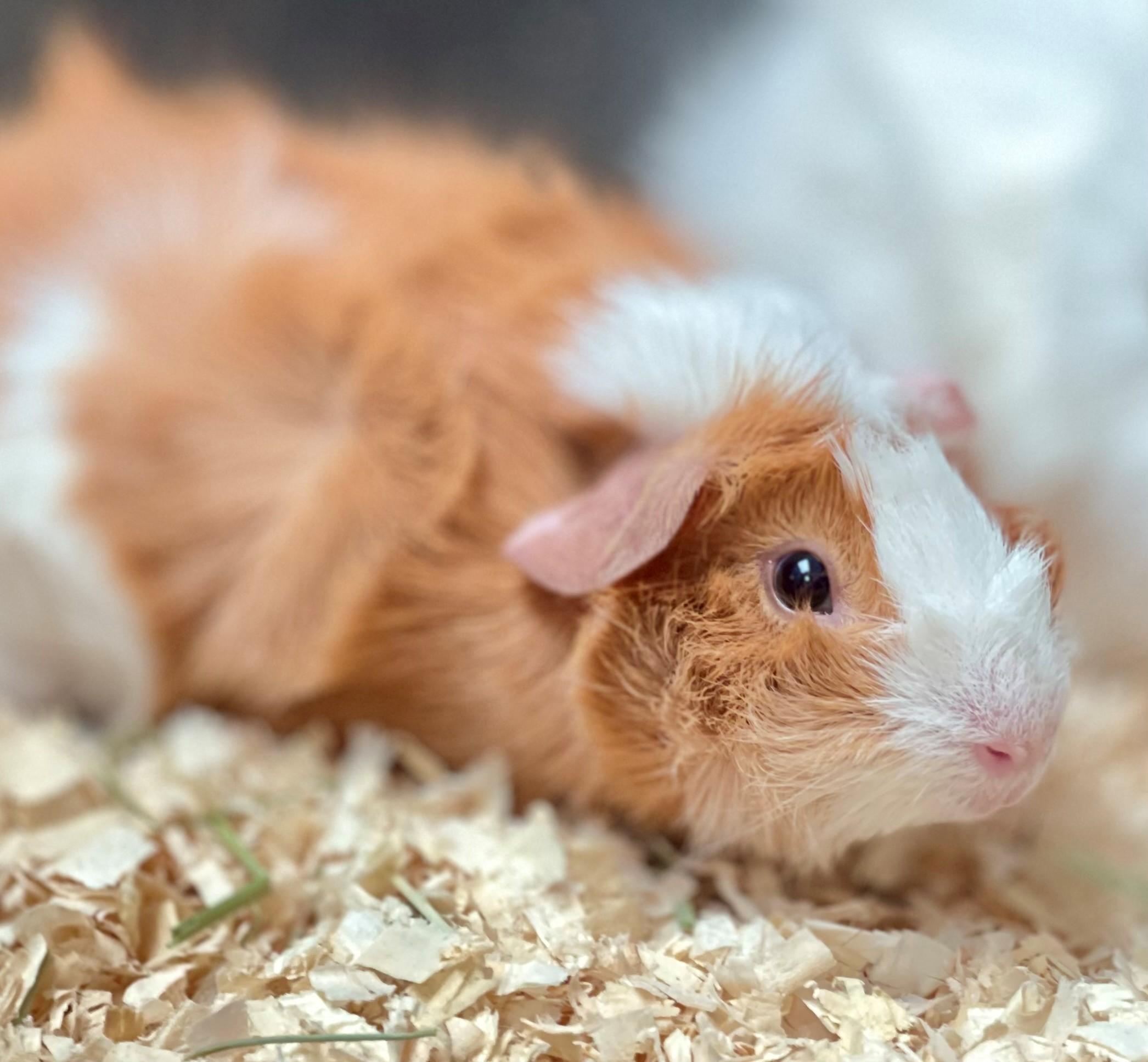 Biscoffe, an adopted Guinea Pig in Hamilton, ON image 2/6