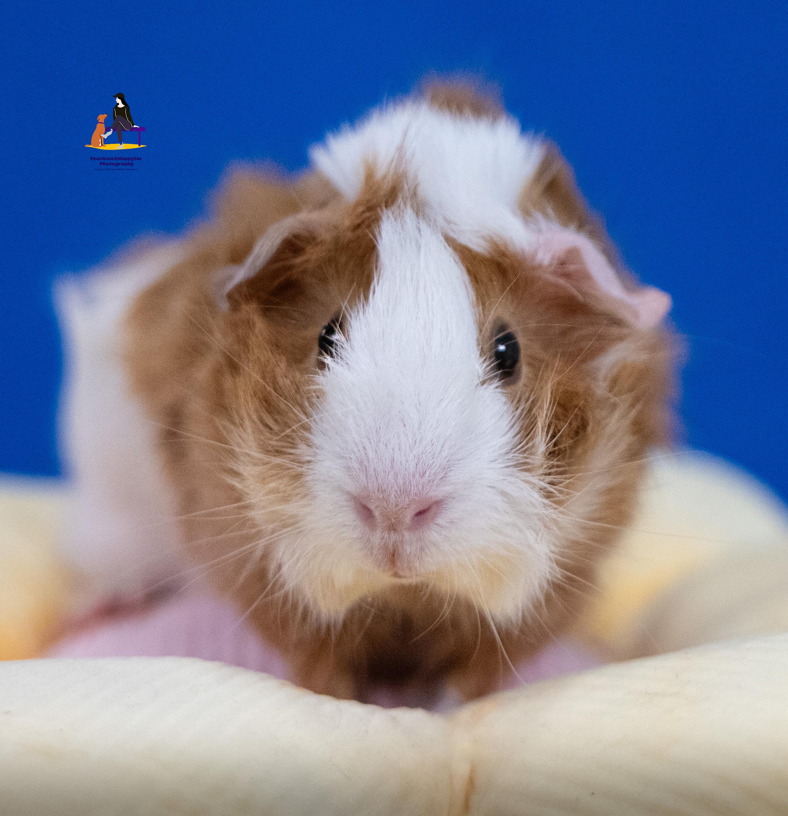 Biscoffe, an adopted Guinea Pig in Hamilton, ON image 5/6
