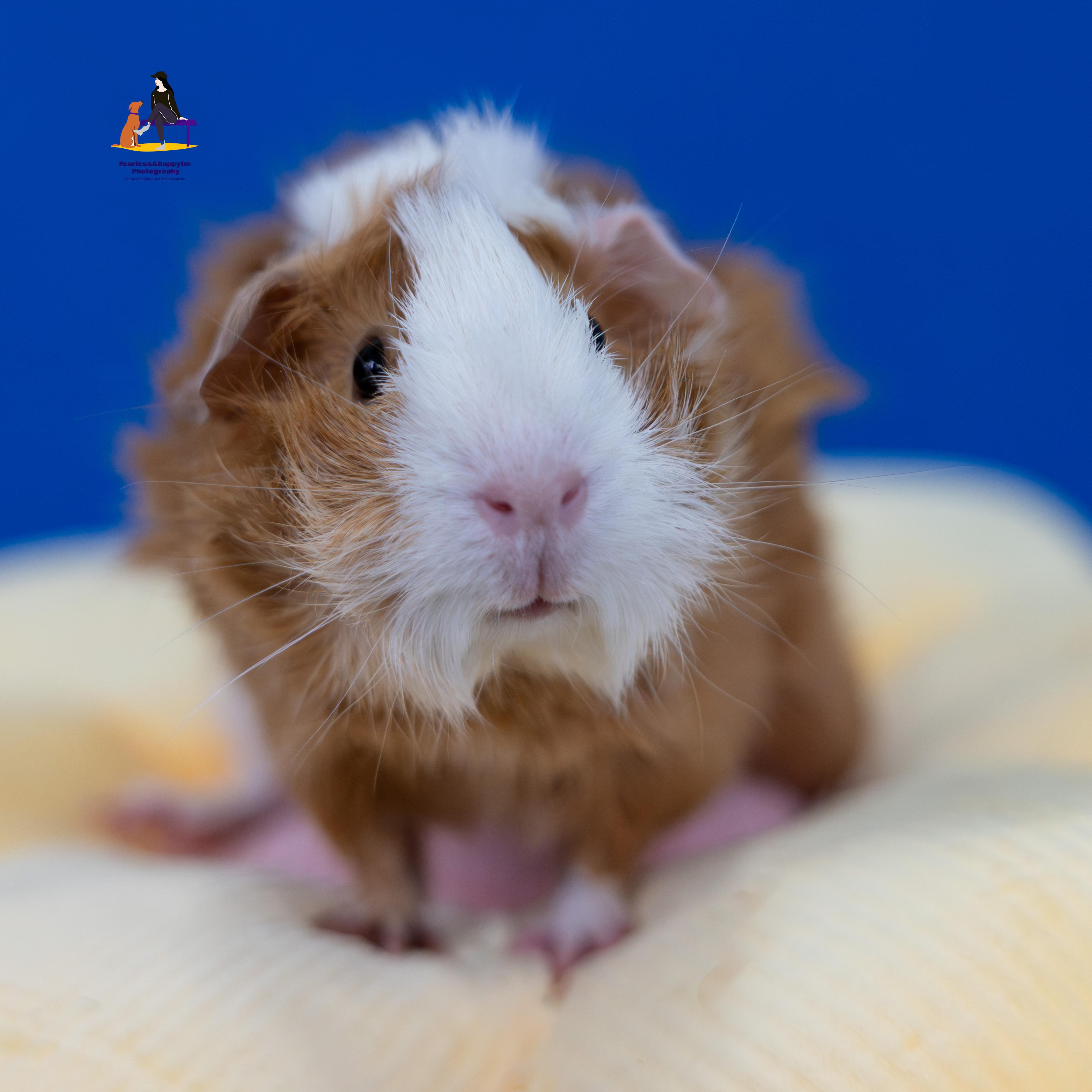 Biscoffe, adopted, Young Female Guinea Pig.