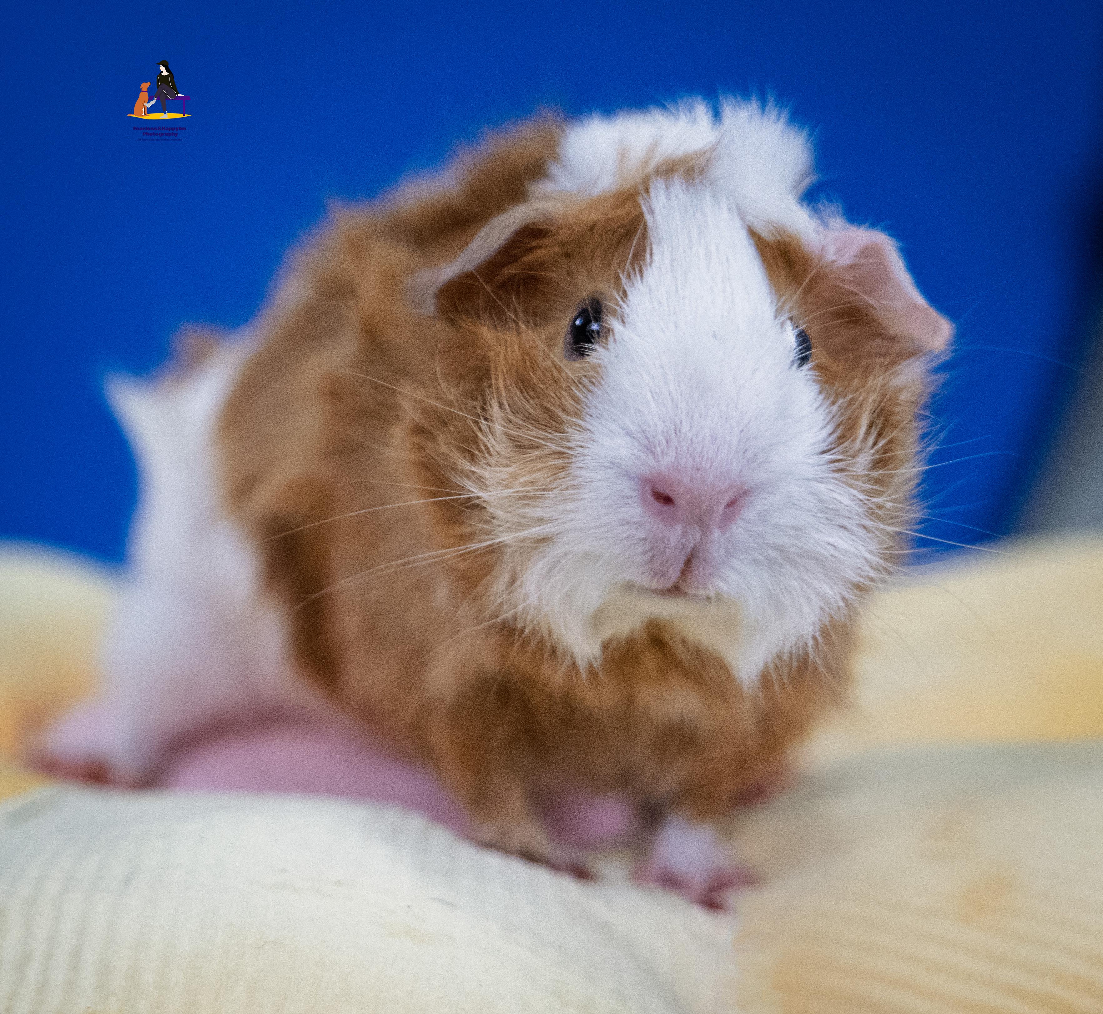 Biscoffe, an adopted Guinea Pig in Hamilton, ON image 6/6