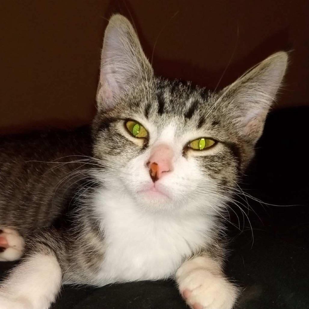 Eclipse — thumbnail 2