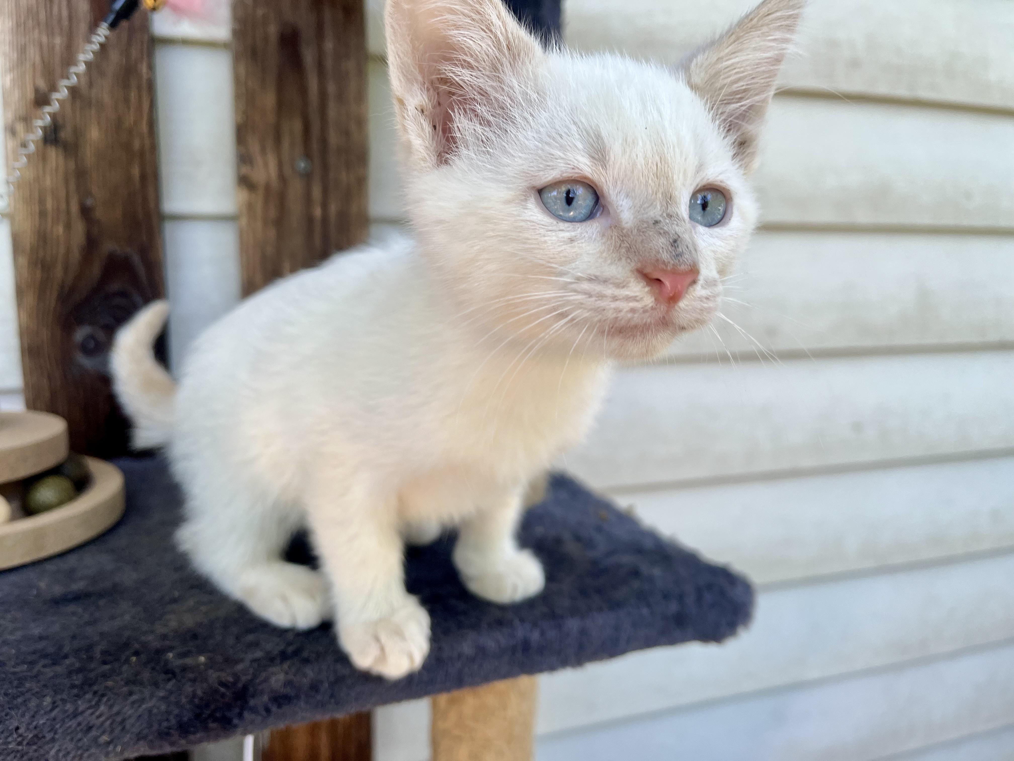 Churchill, an adopted Siamese in Stuart, VA image 1/2