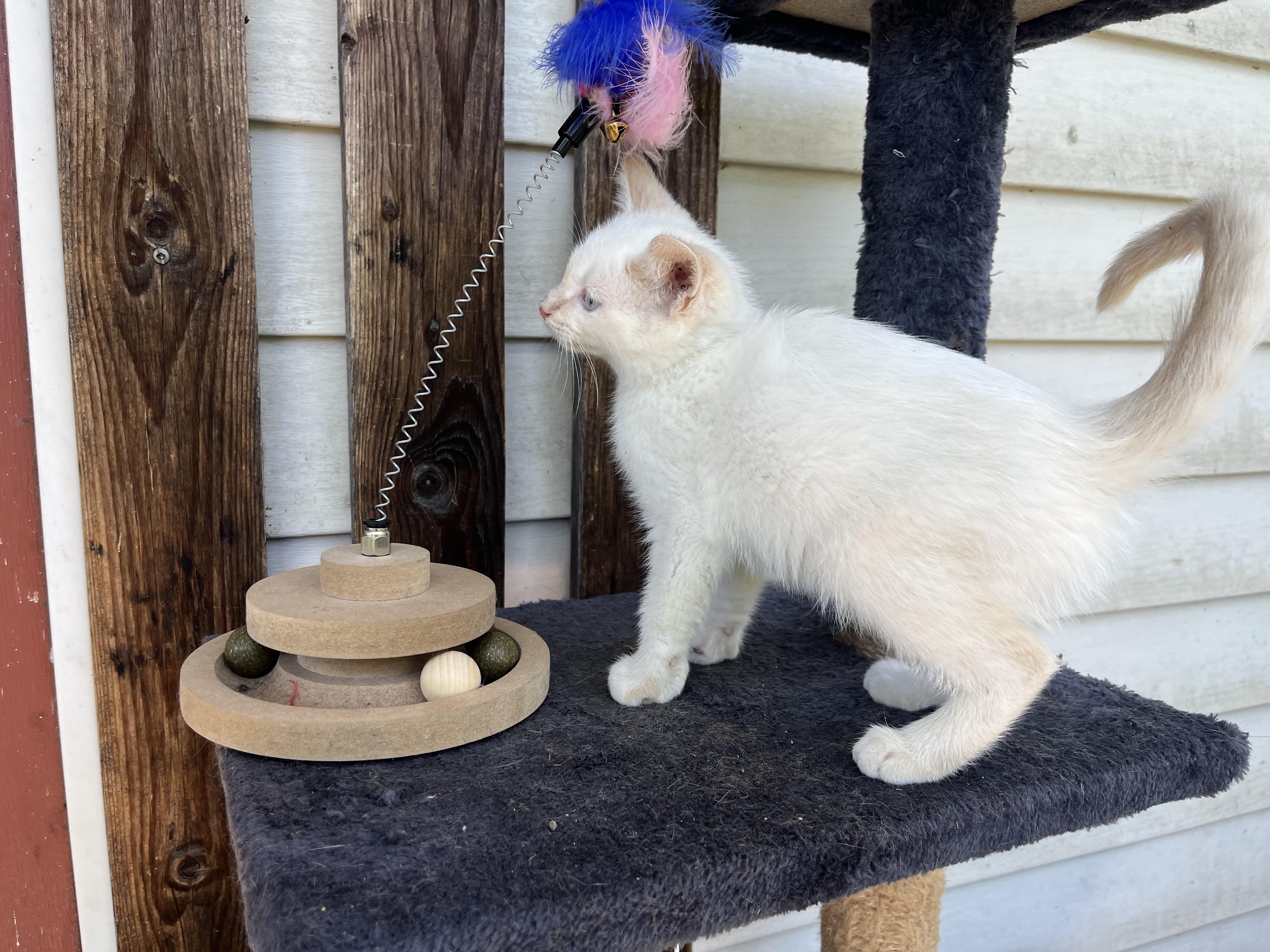 Churchill, an adopted Siamese in Stuart, VA image 2/2