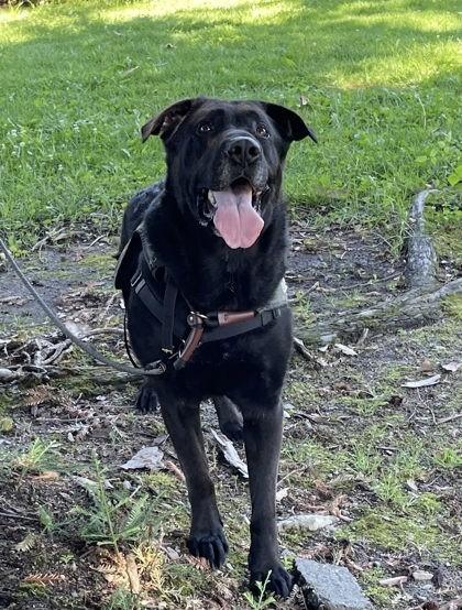 Shadow, a Adoptable mixed breed in Roseville, CA image 2/3