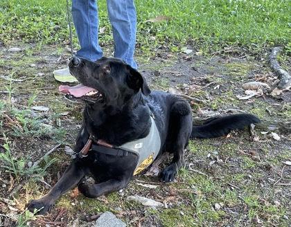Shadow, a Adoptable mixed breed in Roseville, CA image 3/3