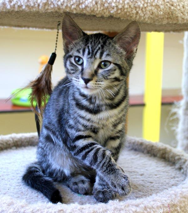 Enlarge Blackout, an adopted Domestic Short Hair in Mansfield, MA image 2/2