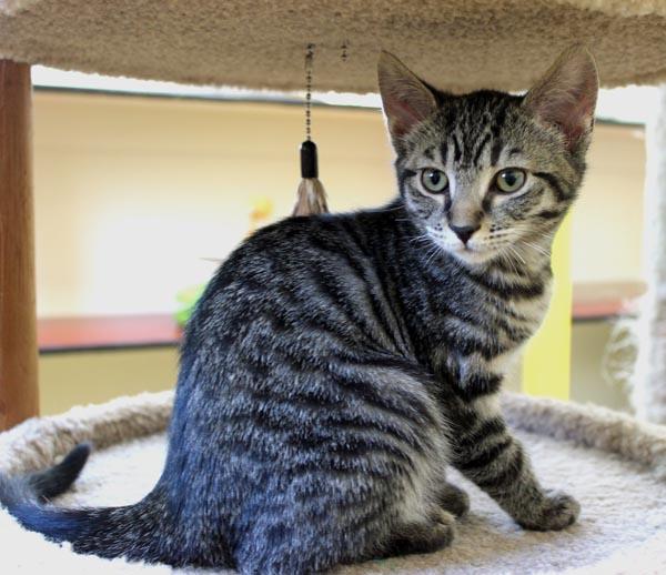 Enlarge Blackout, an adopted Domestic Short Hair in Mansfield, MA image 1/2