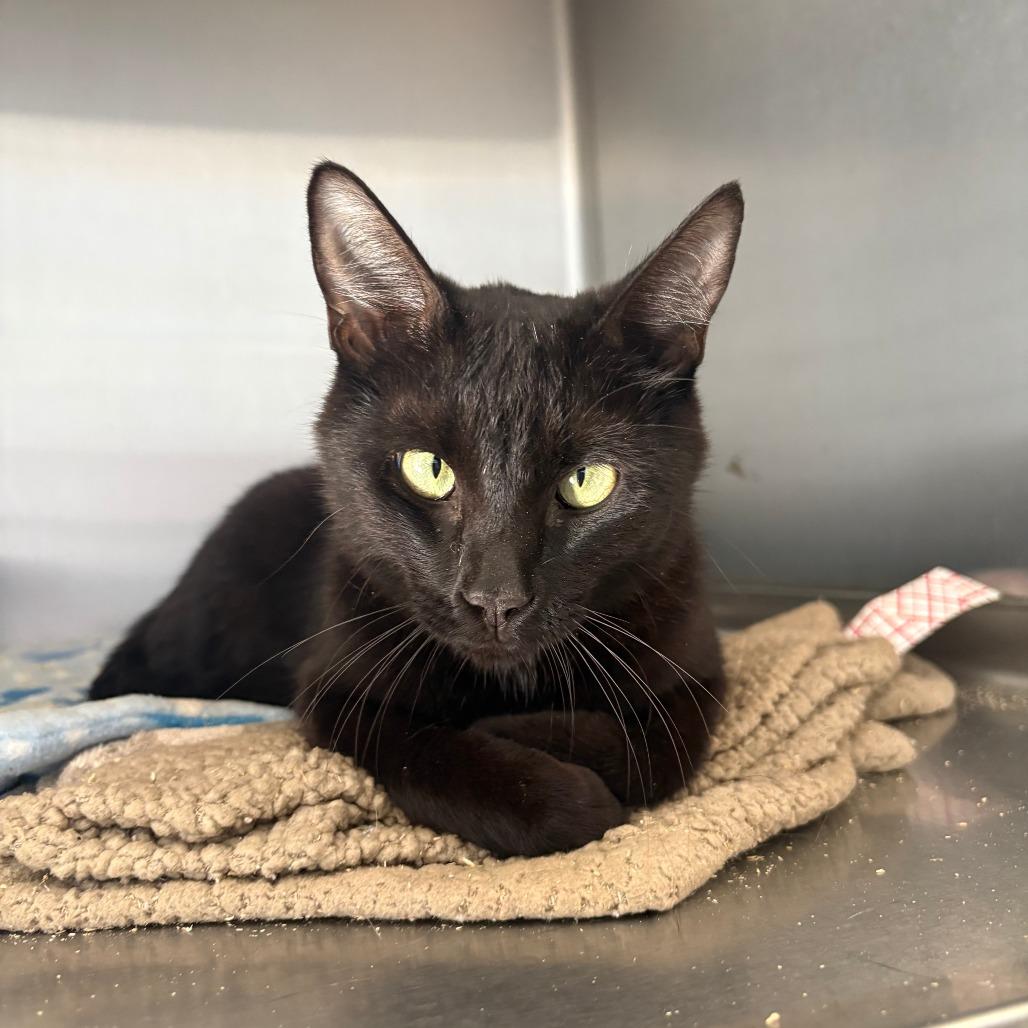 Professor, ADOPTABLE, Adult Female Domestic Short Hair.