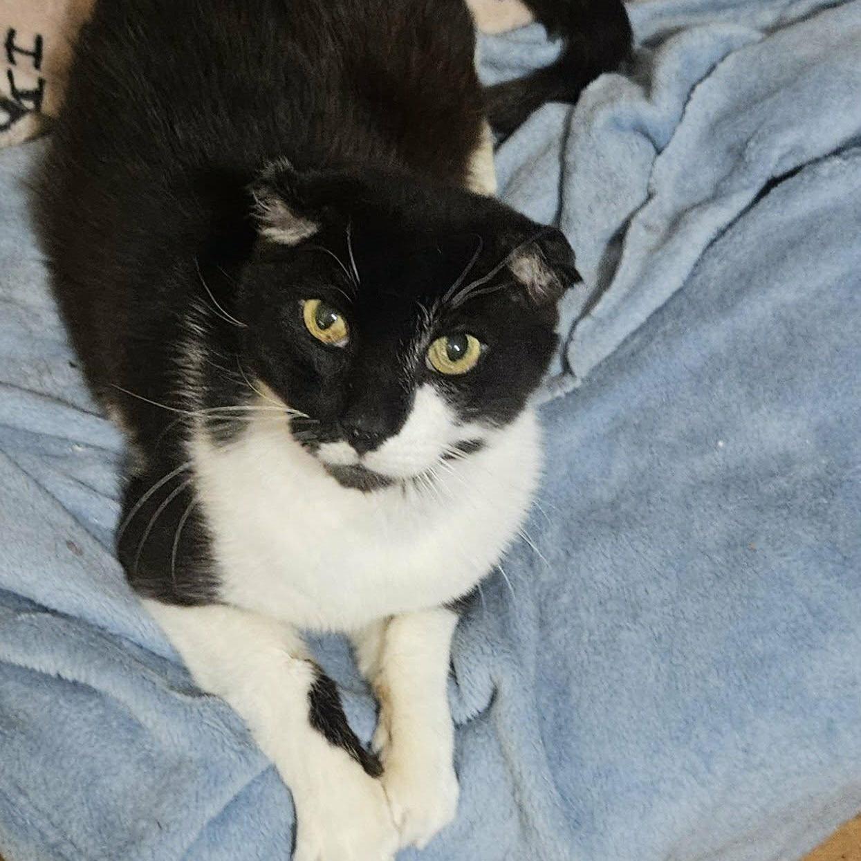 Rowan (Resilient Gentleman), an adopted Domestic Short Hair in Rochester, NY image 4/5