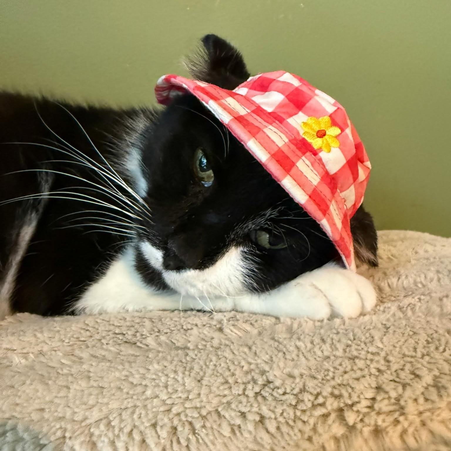 Rowan (Resilient Gentleman), an adopted Domestic Short Hair in Rochester, NY image 1/5