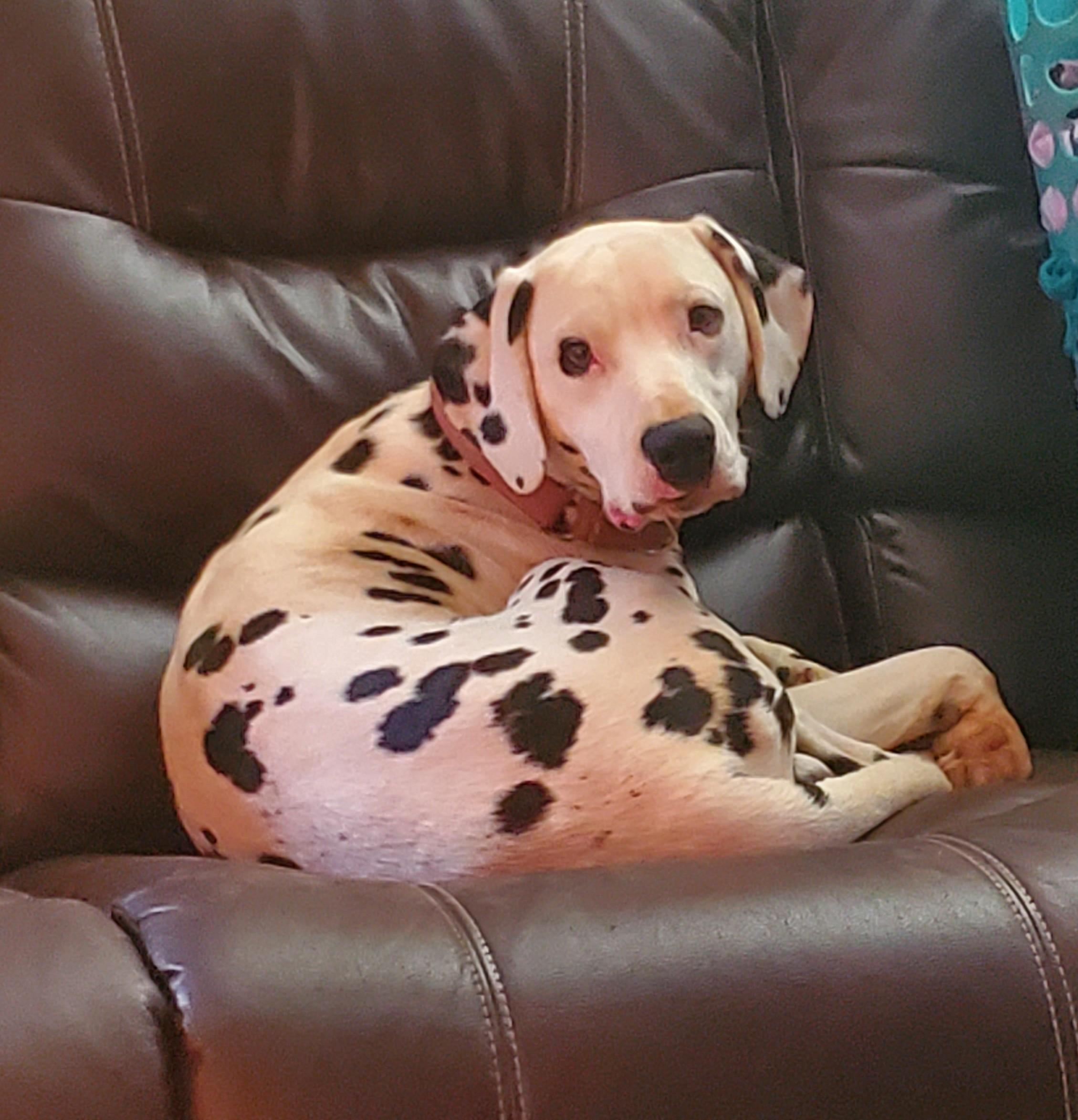 Oaklee-Madison, VA, a Adoptable Dalmatian in Madison, VA image 1/4