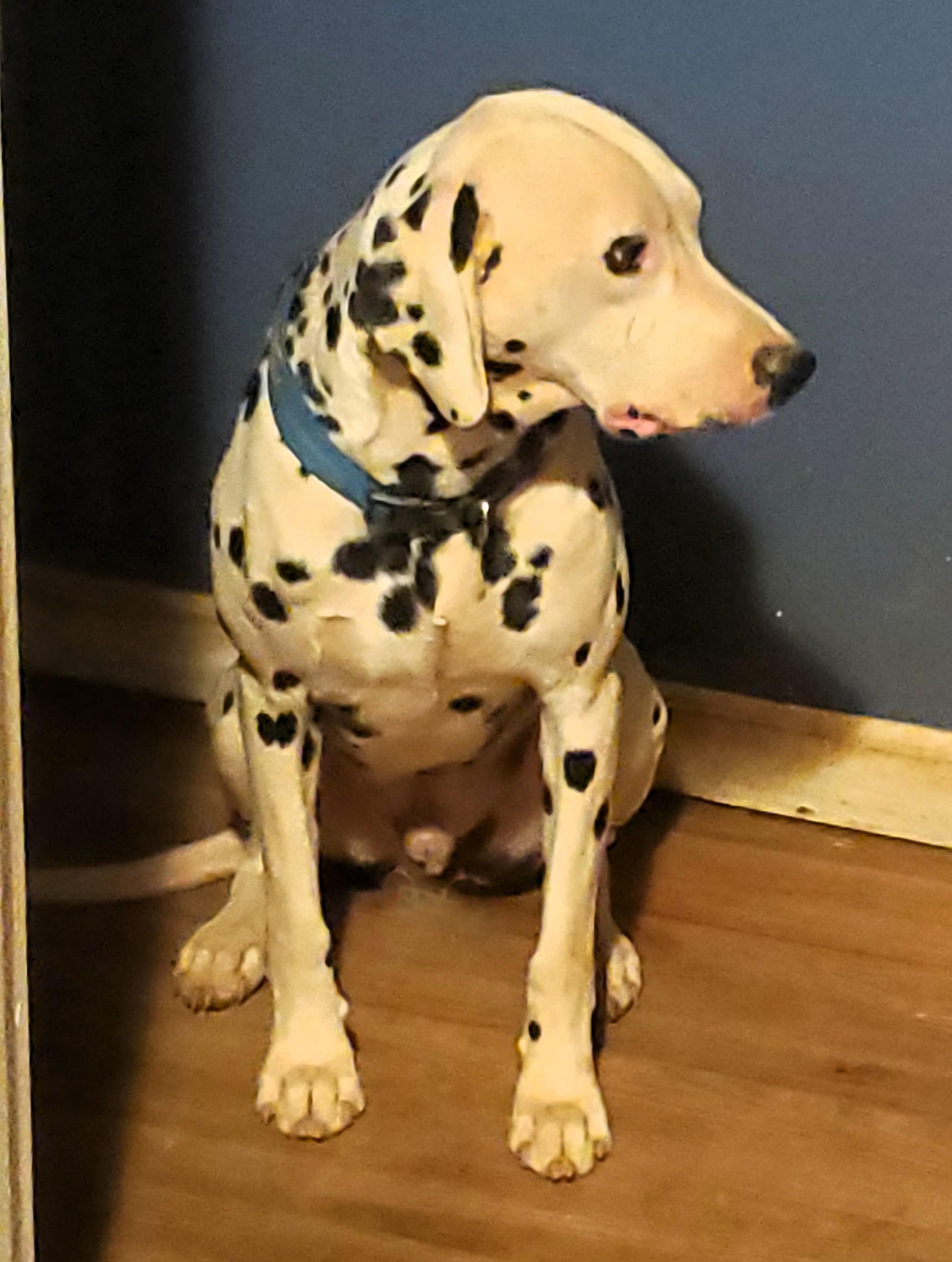 Oaklee-Madison, VA, a Adoptable Dalmatian in Madison, VA image 2/4
