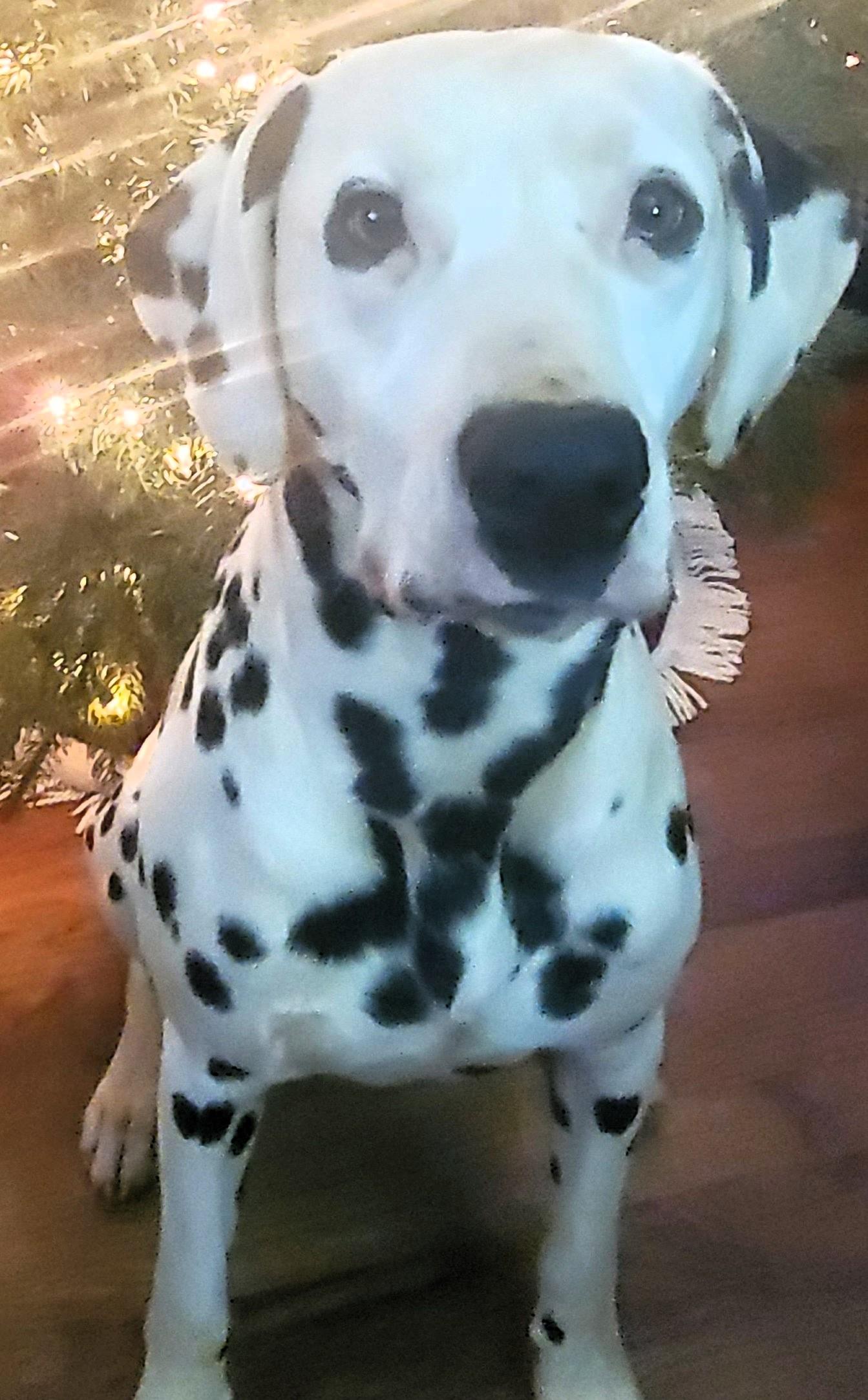 Oaklee-Madison, VA, a Adoptable Dalmatian in Madison, VA image 3/4
