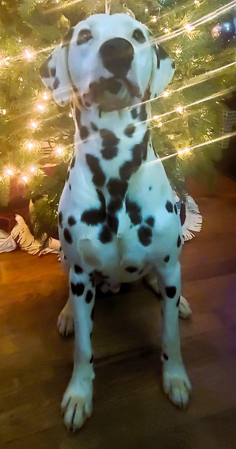 Oaklee-Madison, VA, a Adoptable Dalmatian in Madison, VA image 4/4