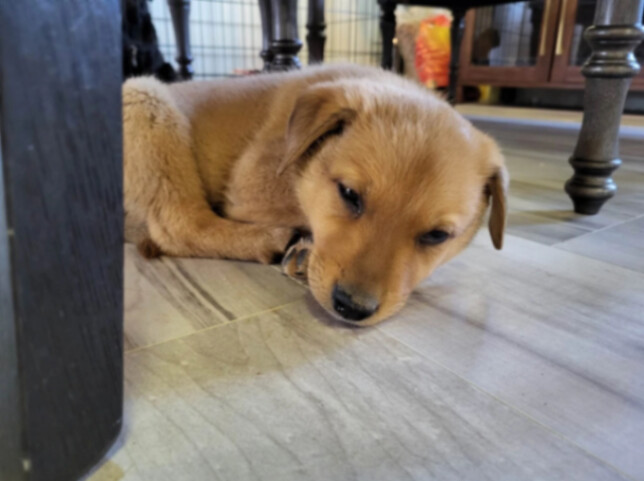 Albert, a Adopted mixed breed in Willcox, AZ image 1/2