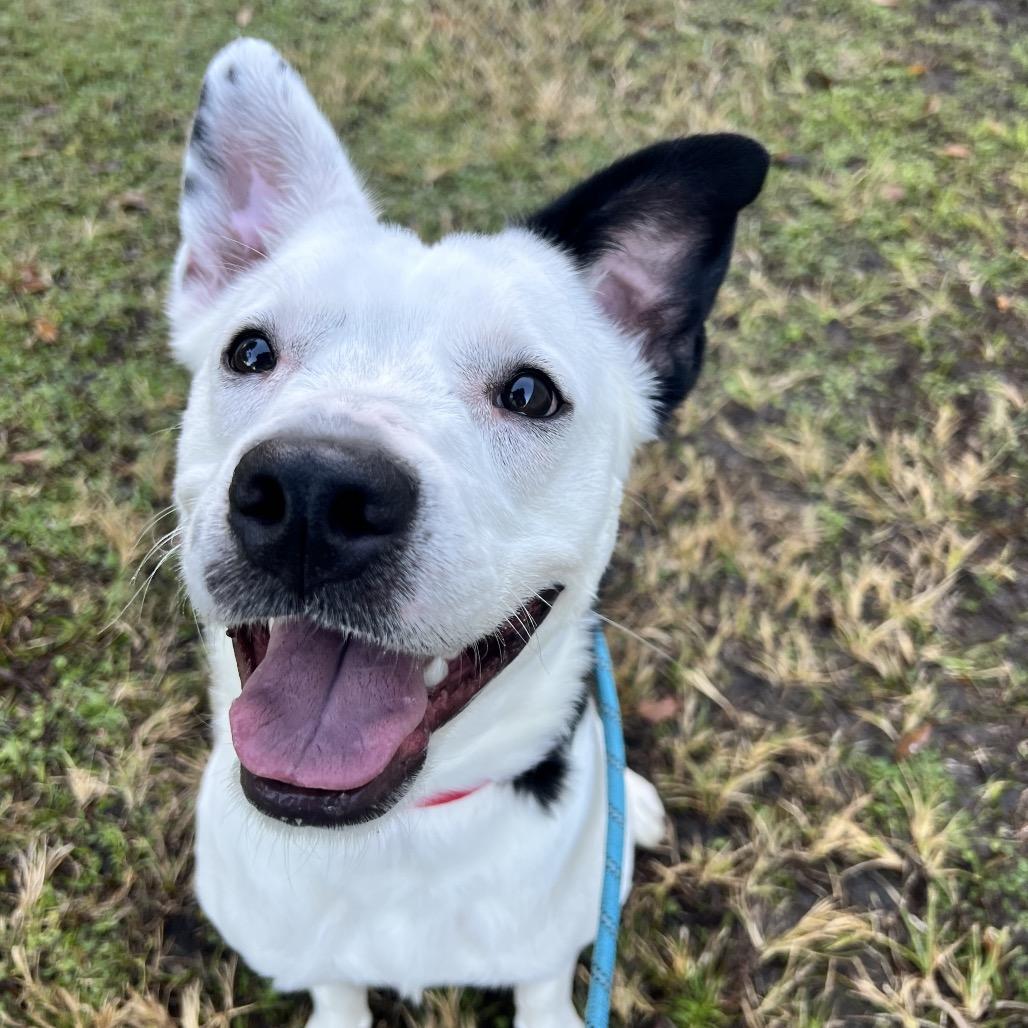 Claire, Adoptable, Young Female Mixed Breed.