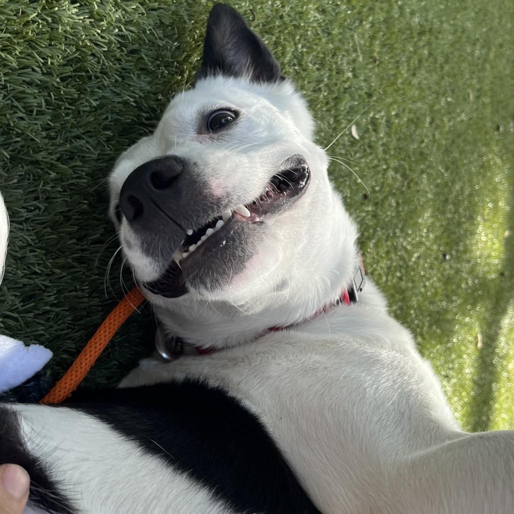 Enlarge Claire, a Adoptable Mixed Breed in Sarasota, FL image 2/6