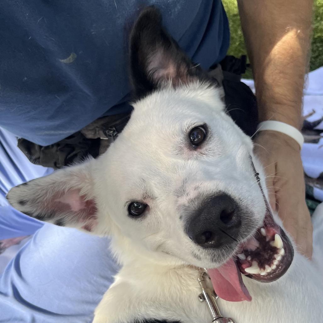 Enlarge Claire, a Adoptable Mixed Breed in Sarasota, FL image 3/6