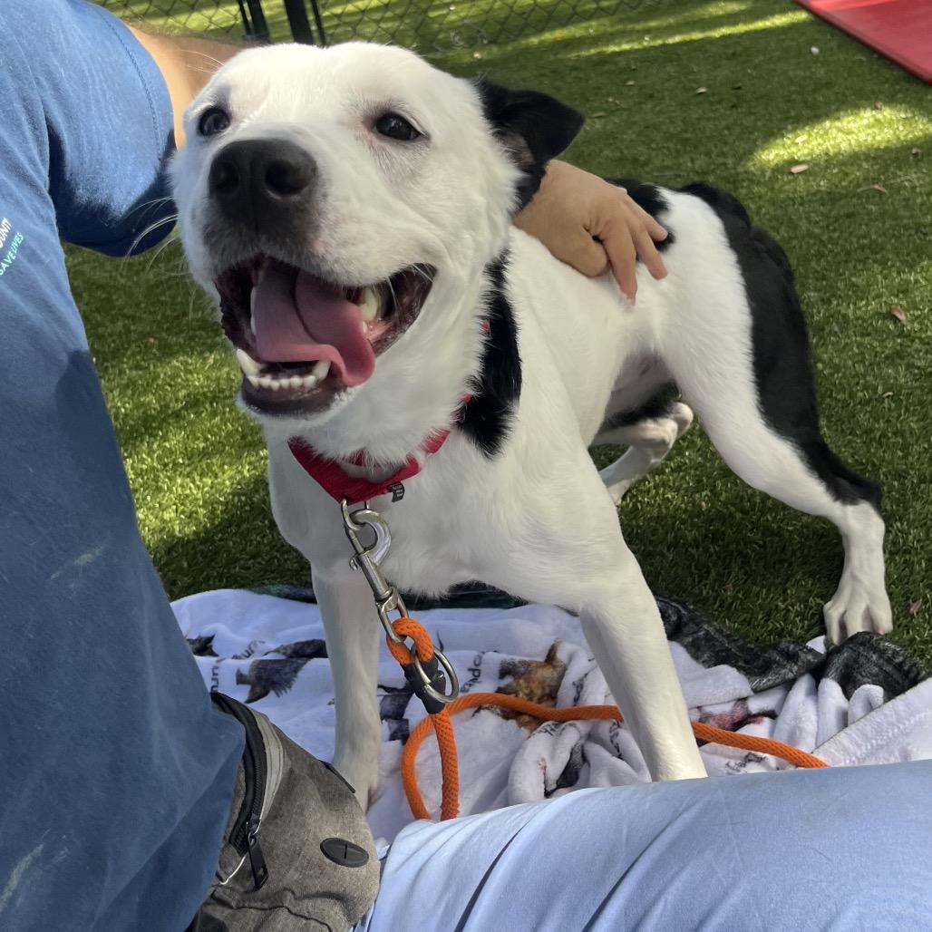 Enlarge Claire, a Adoptable Mixed Breed in Sarasota, FL image 4/6