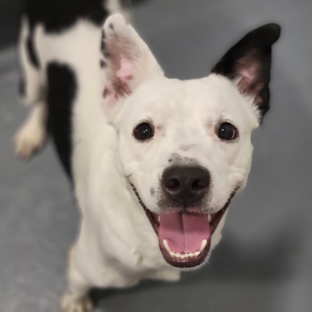 Enlarge Claire, a Adoptable Mixed Breed in Sarasota, FL image 5/6