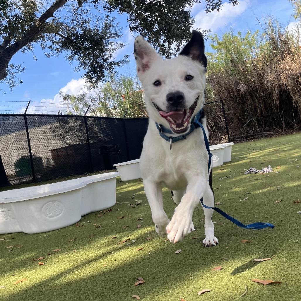 Enlarge Claire, a Adoptable Mixed Breed in Sarasota, FL image 6/6