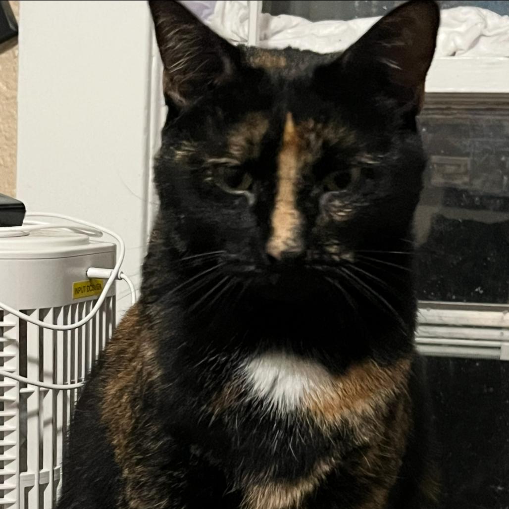 Smudge, Adoptable, Adult Female Domestic Short Hair.