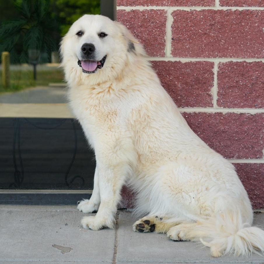 Stacey, a ADOPTABLE Great Pyrenees in Stafford, VA image 3/3