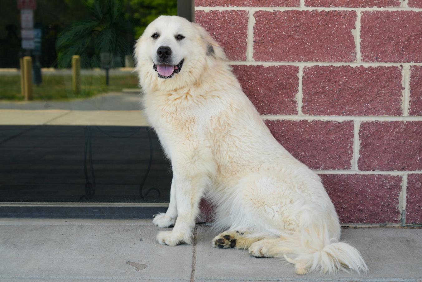 Enlarge Stacey, a ADOPTABLE Great Pyrenees in Stafford, VA image 3/3