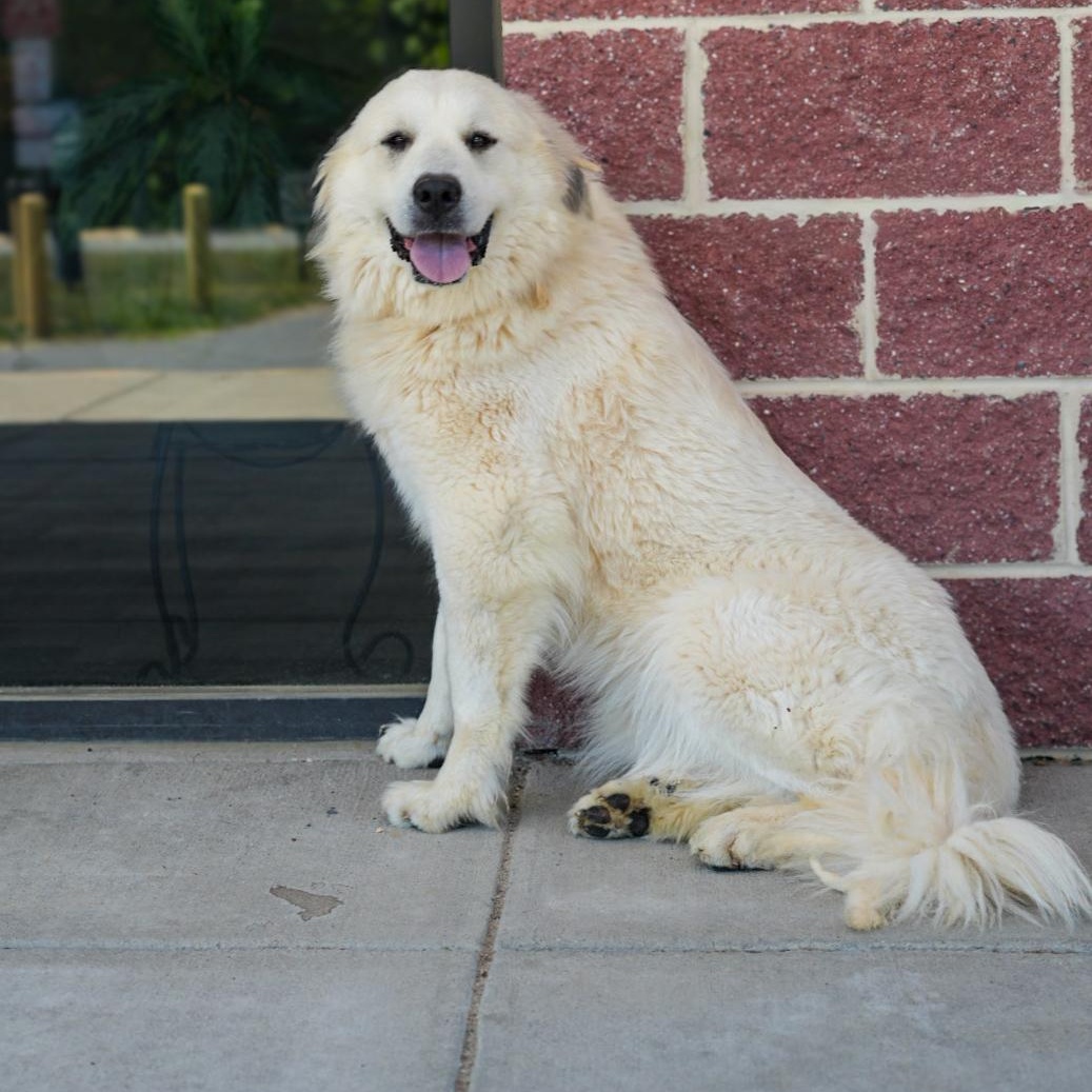 Stacey, a ADOPTABLE Great Pyrenees in Stafford, VA image 2/3