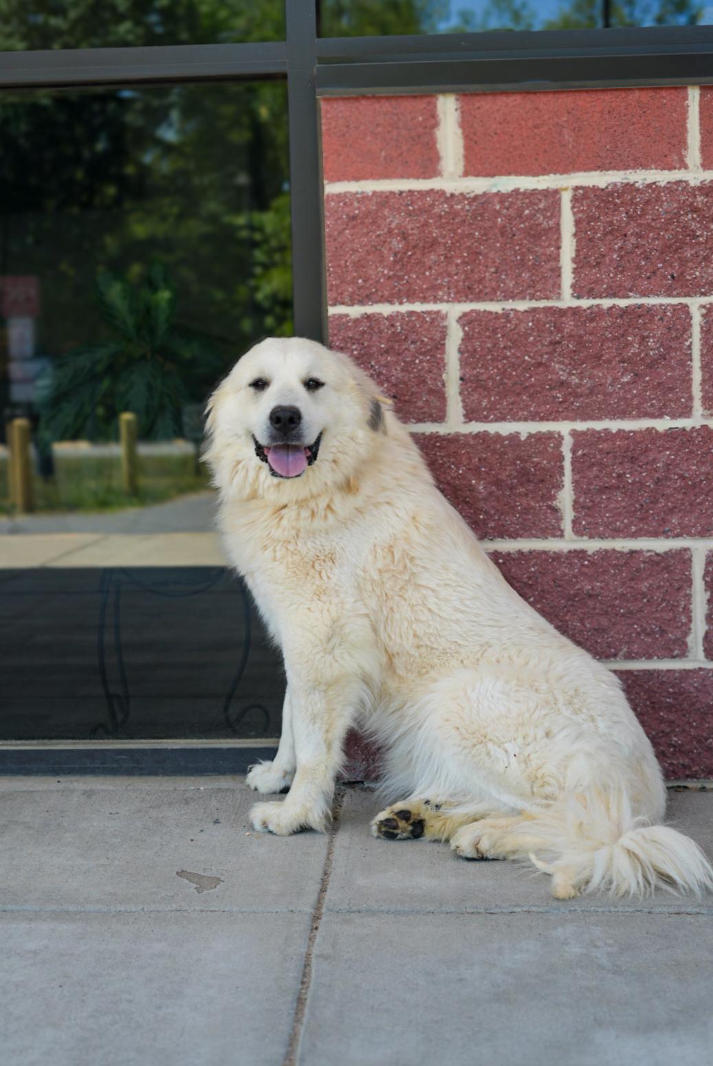 Enlarge Stacey, a ADOPTABLE Great Pyrenees in Stafford, VA image 2/3