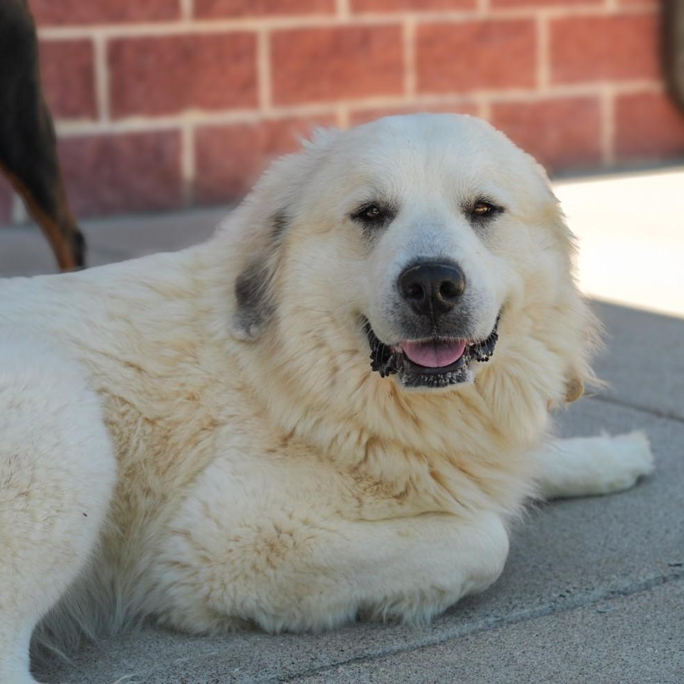 Stacey, a ADOPTABLE Great Pyrenees in Stafford, VA image 1/3