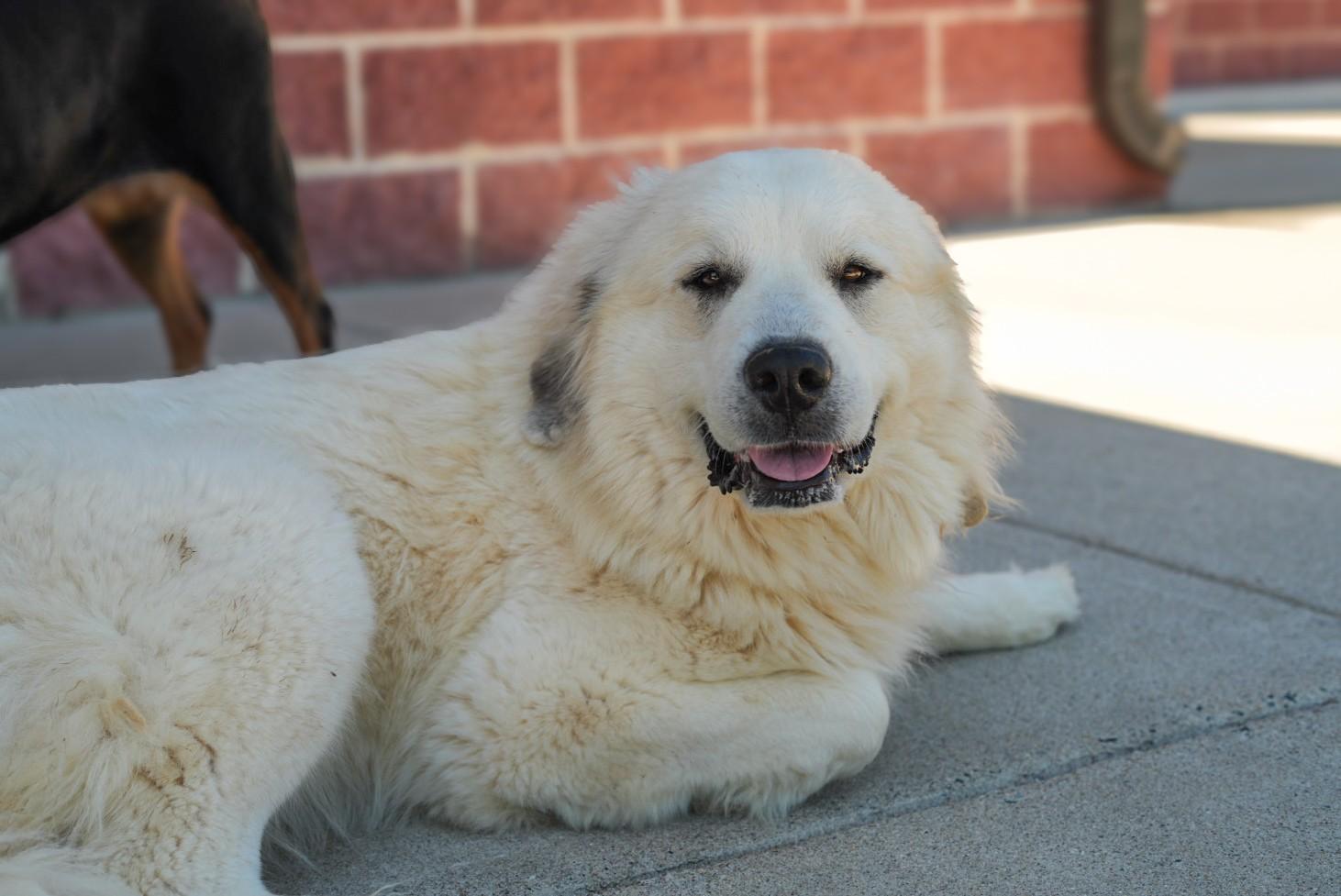 Enlarge Stacey, a ADOPTABLE Great Pyrenees in Stafford, VA image 1/3