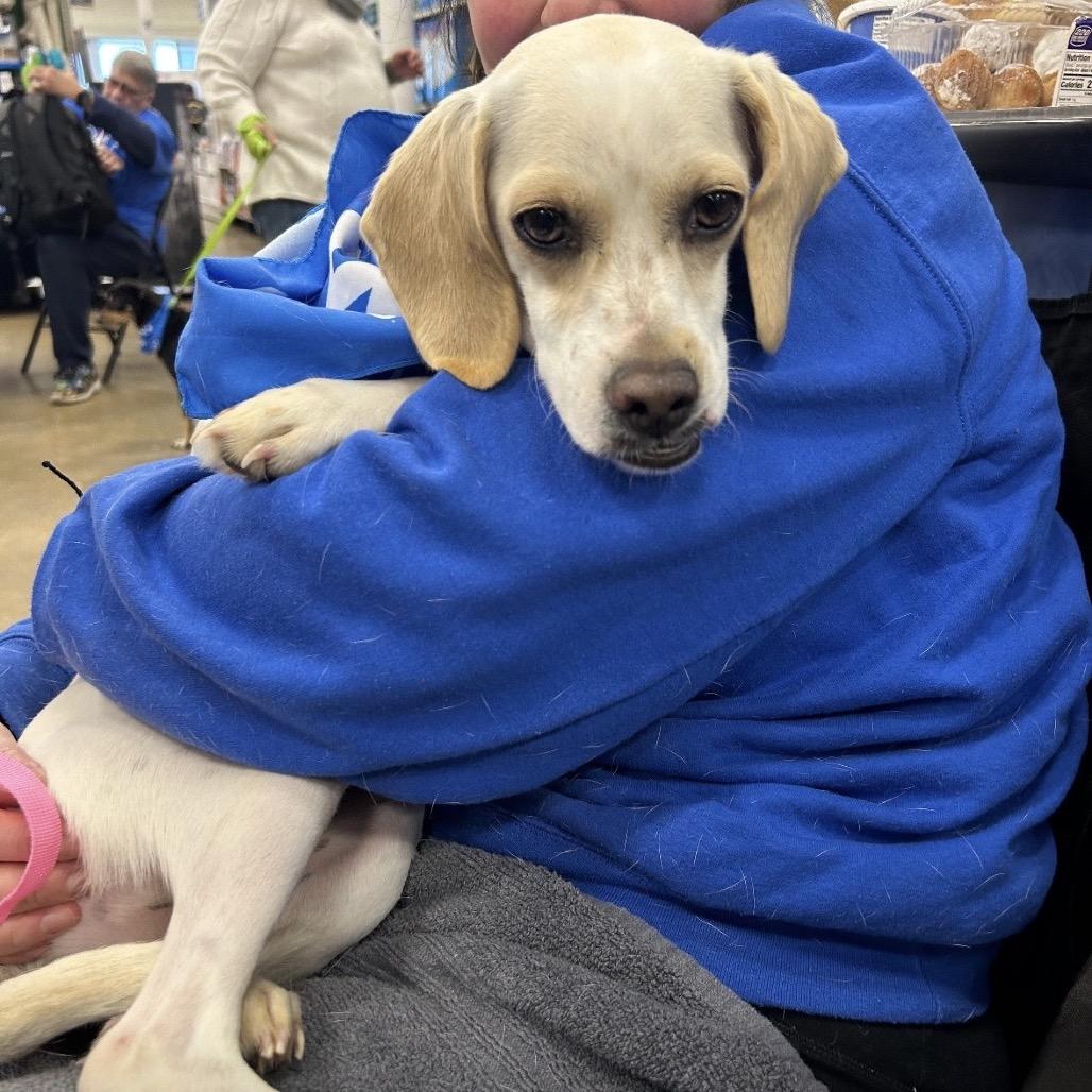 CHELLY, Adoptable, Young Female Beagle & Mixed Breed.