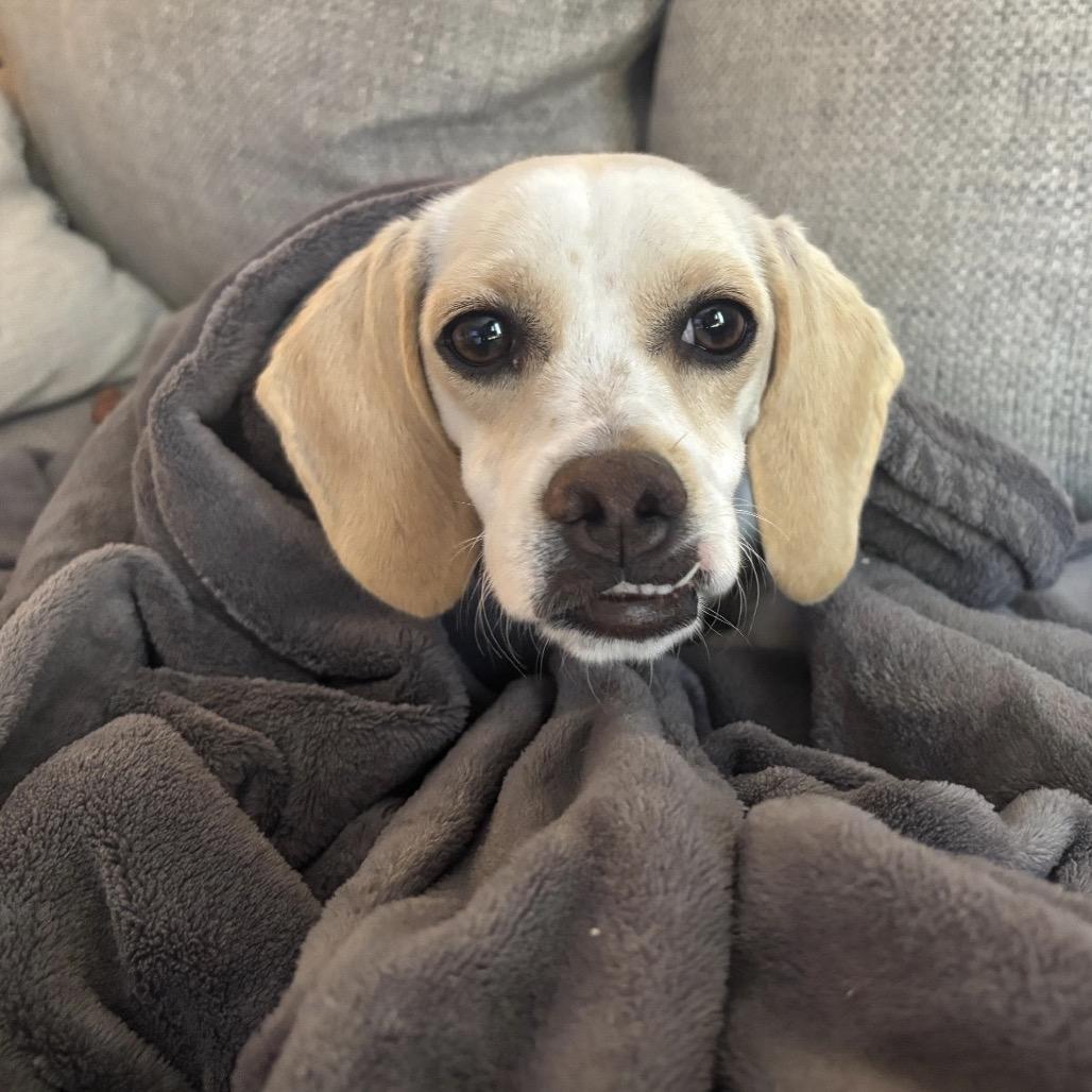 Enlarge CHELLY, a Adoptable mixed breed in Berlin, NJ image 2/6